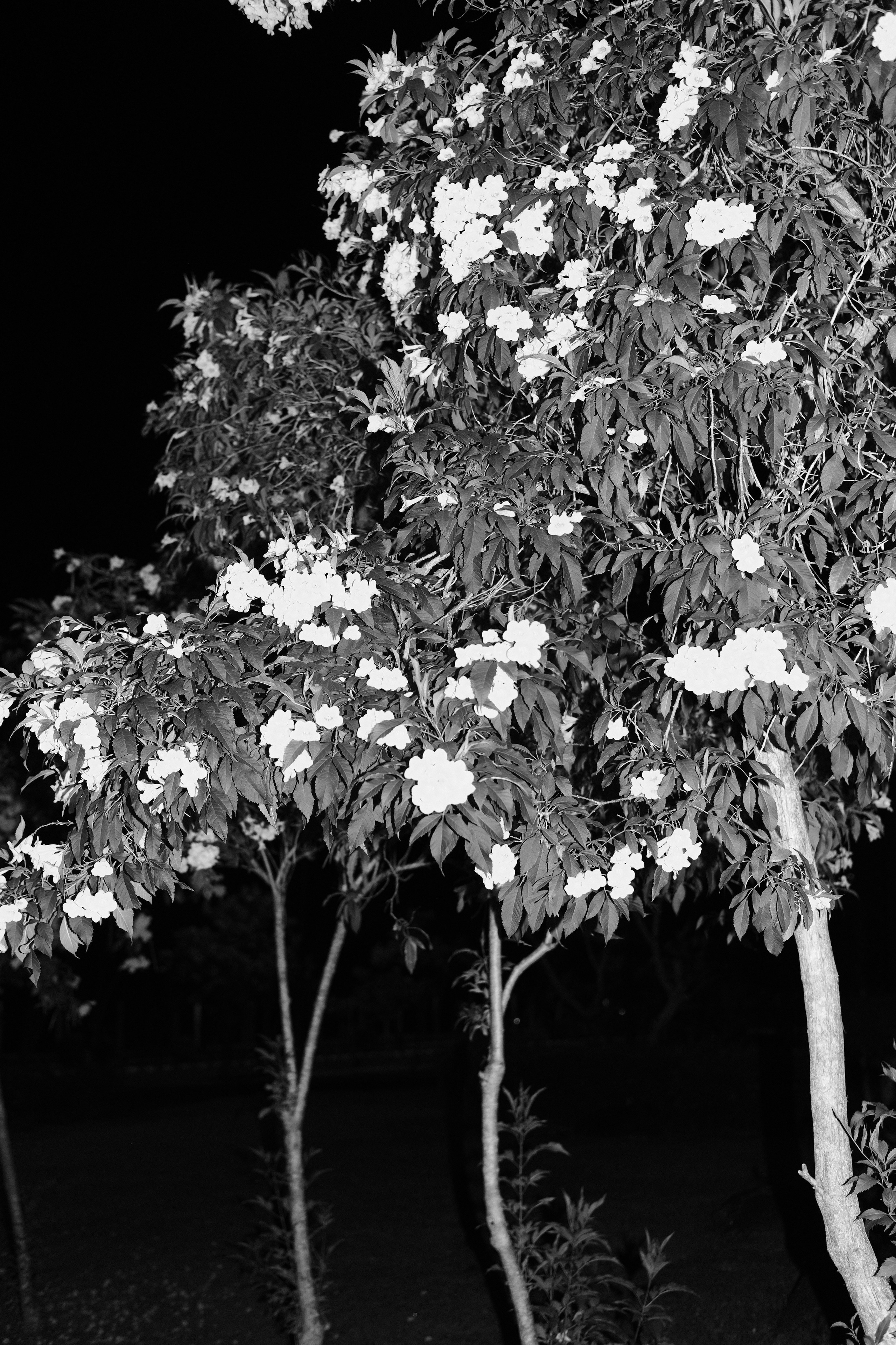 Sasha. Vanyazaramkami