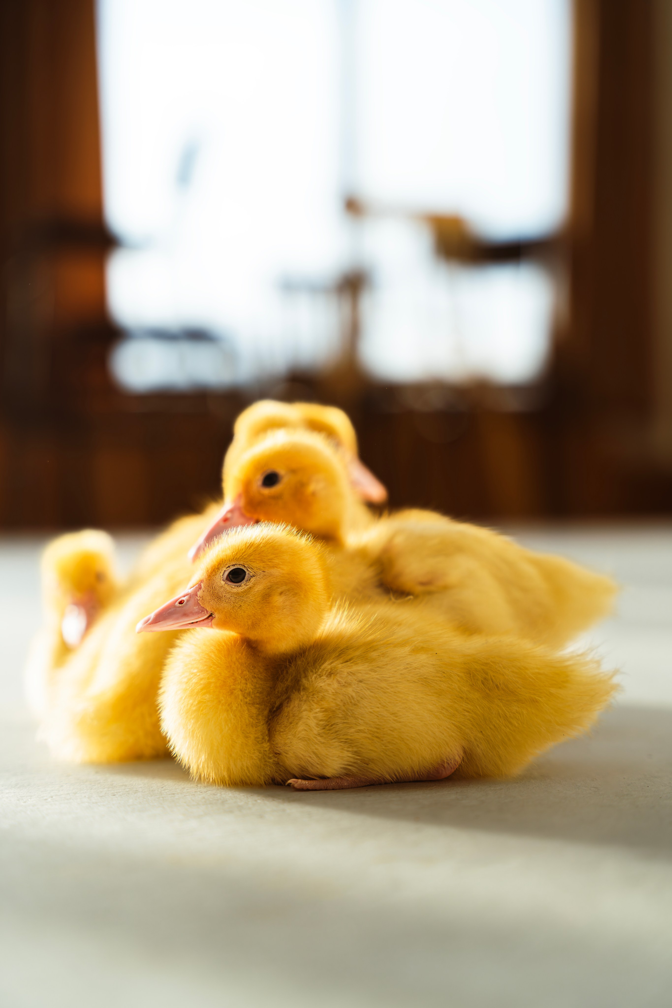 Немного Утят. Главная