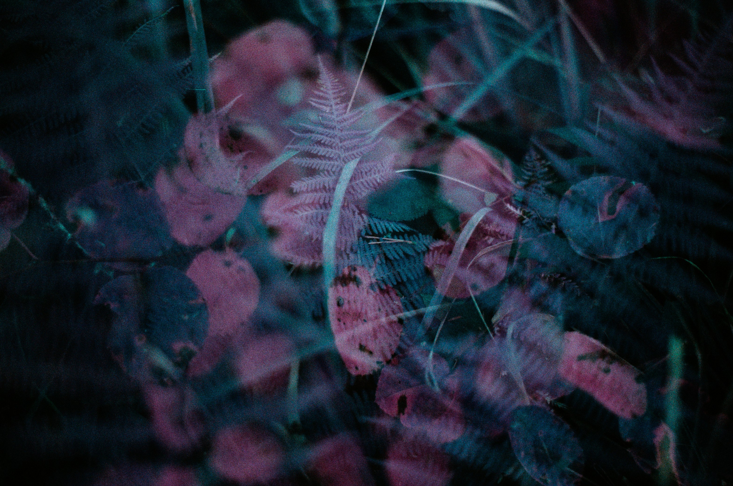 Purple overdose II. EVER EXPOSED