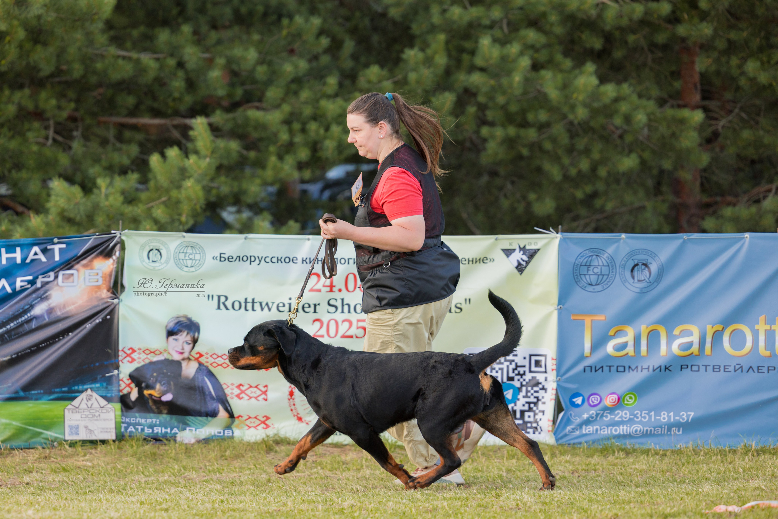 Тверь ротвейлеры 5-6.07.2025. Фотограф-анималист Юлия Германика