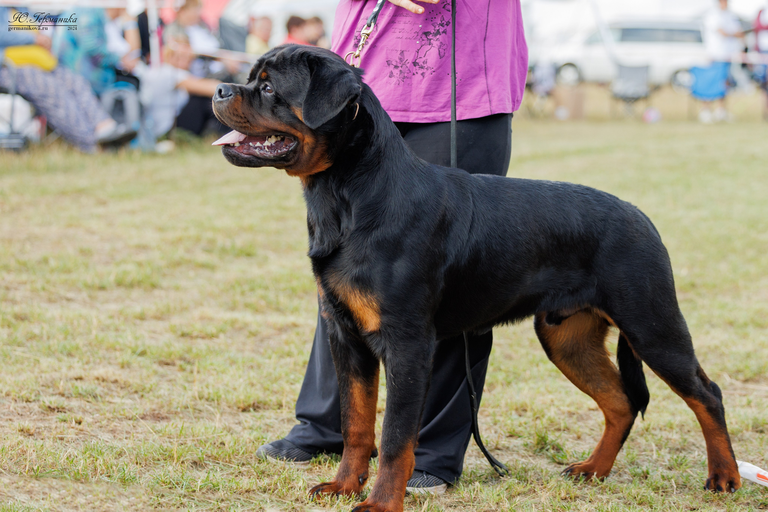 ПК и КЧК ротвейлеры Тверь 6-7.07.2024. Фотограф-анималист Юлия Германика