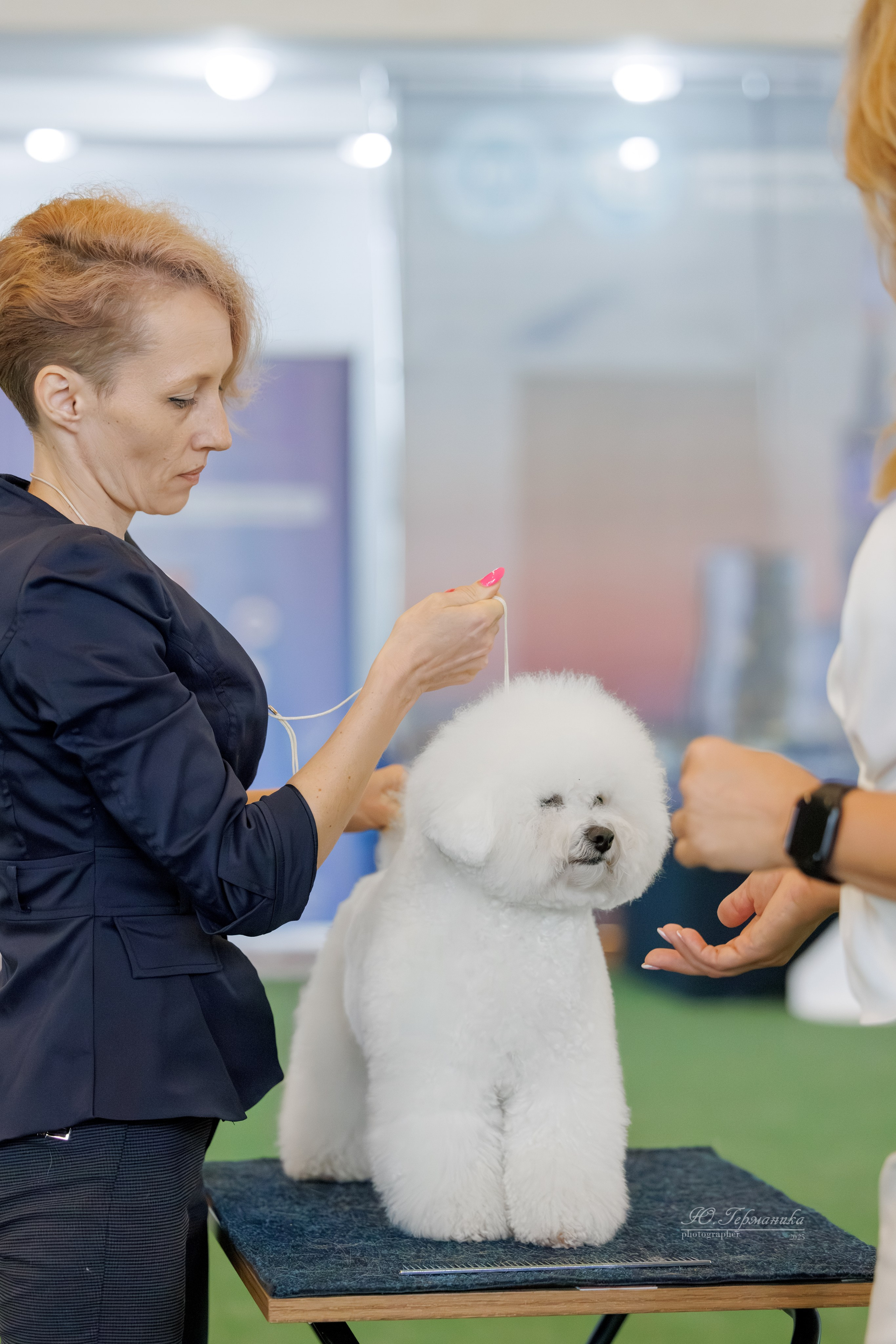 Батуми 3хCACIB 27-29.06.2025. Фотограф-анималист Юлия Германика