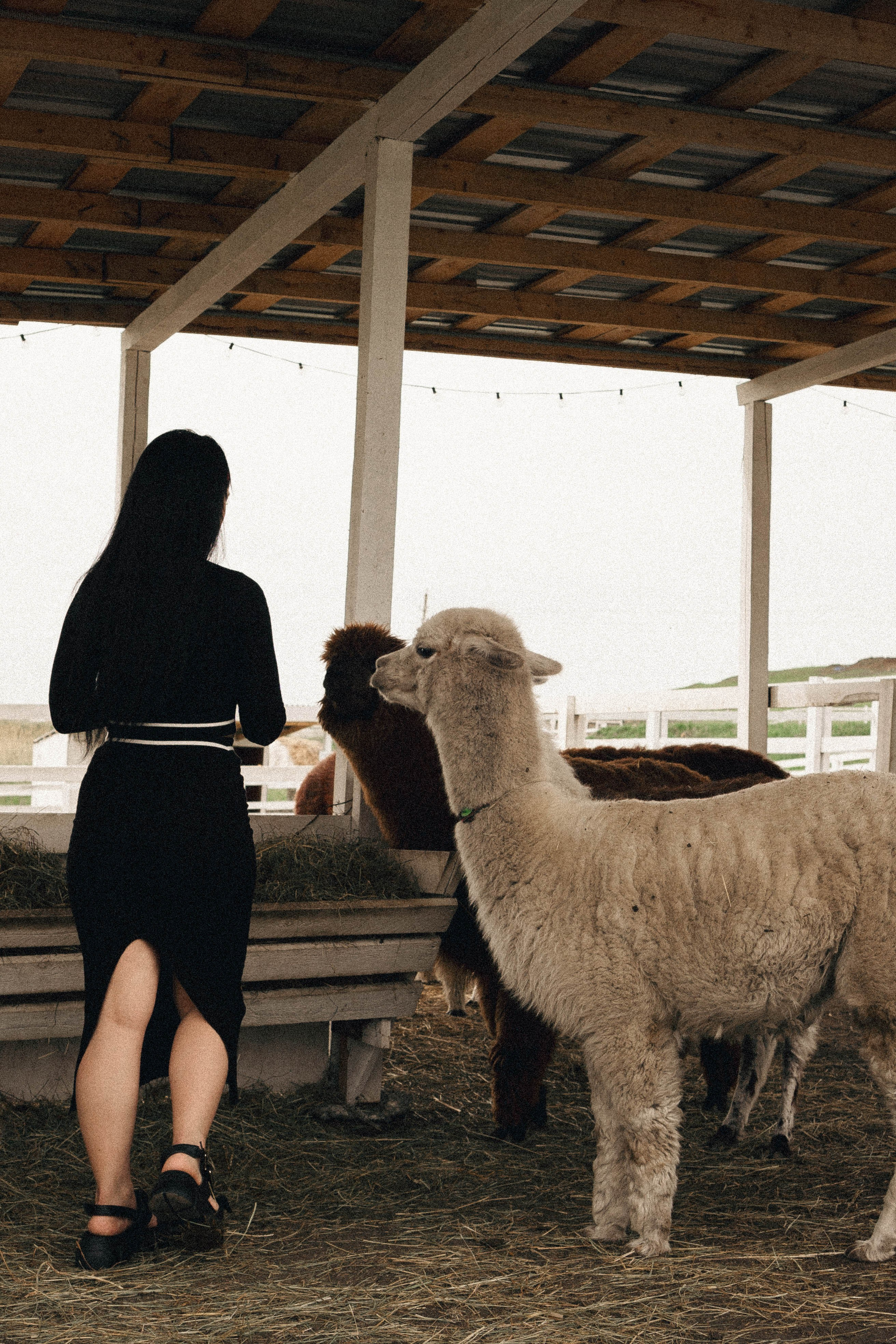 Ферма Альпак. Профессиональный фотограф, Санкт-Петербург — Виктория Богомолова