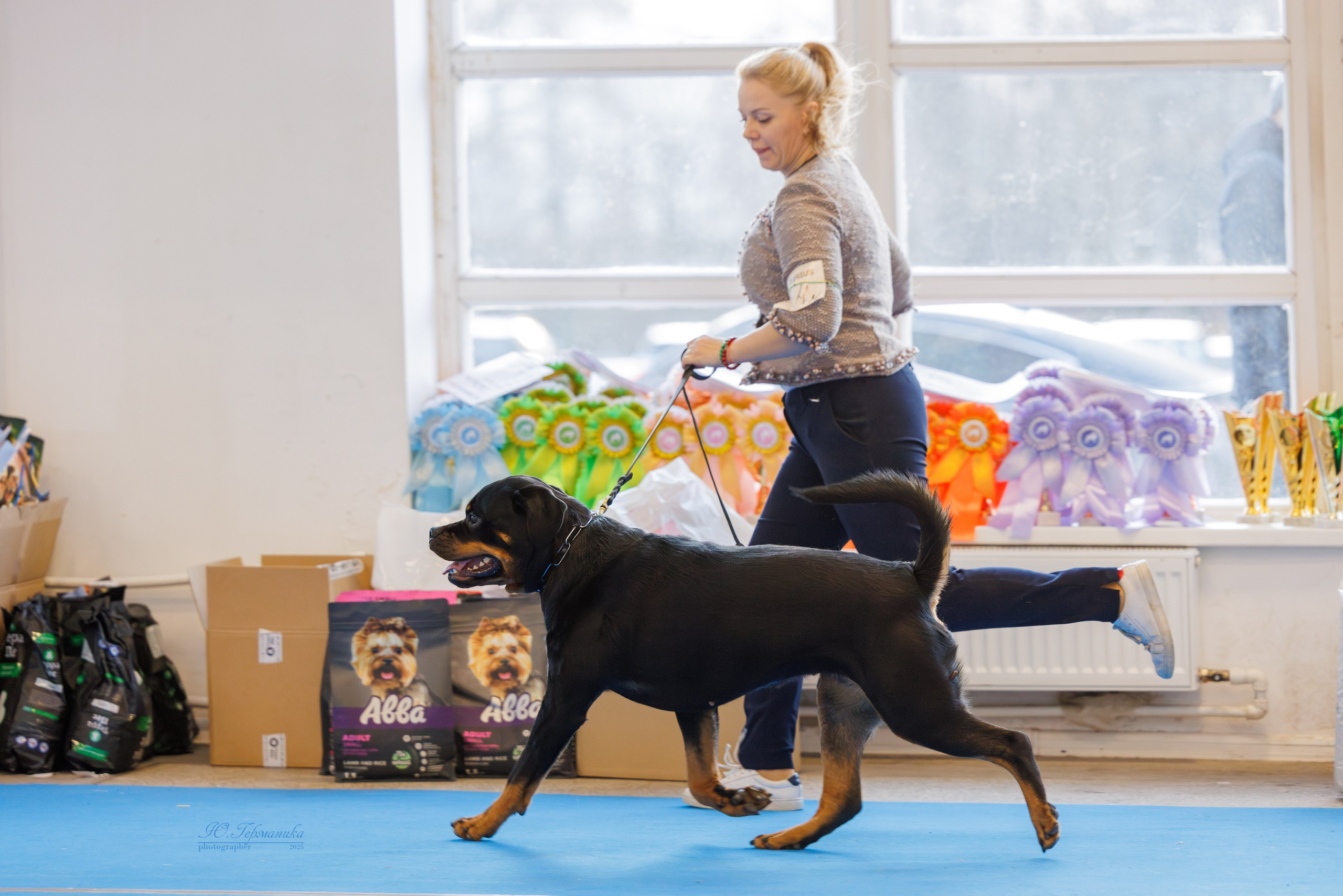 Питер ротвейлеры 18.01,Крокус 19.01.2025. Фотограф-анималист Юлия Германика