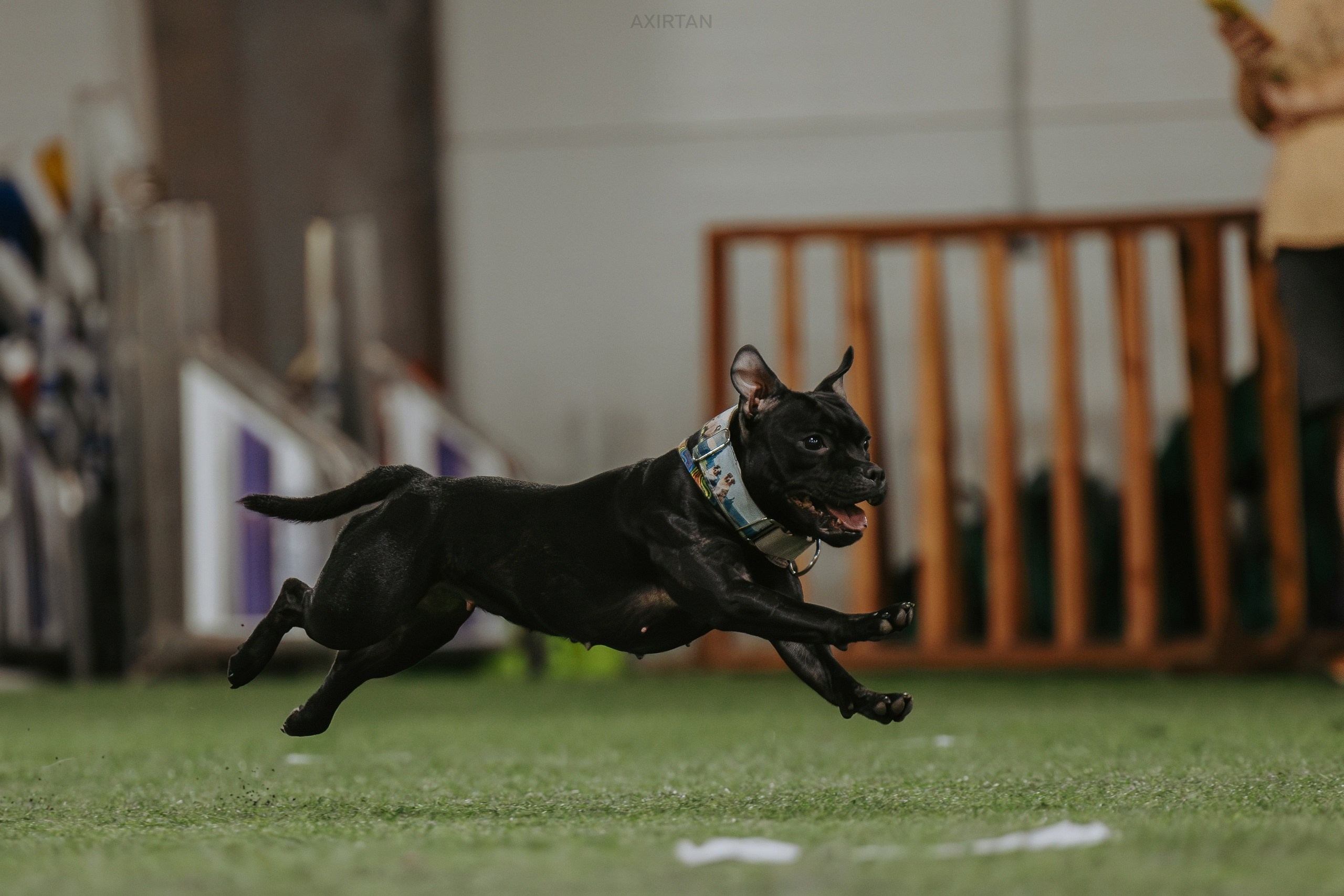 Тсахик. BLGKV питомник собак