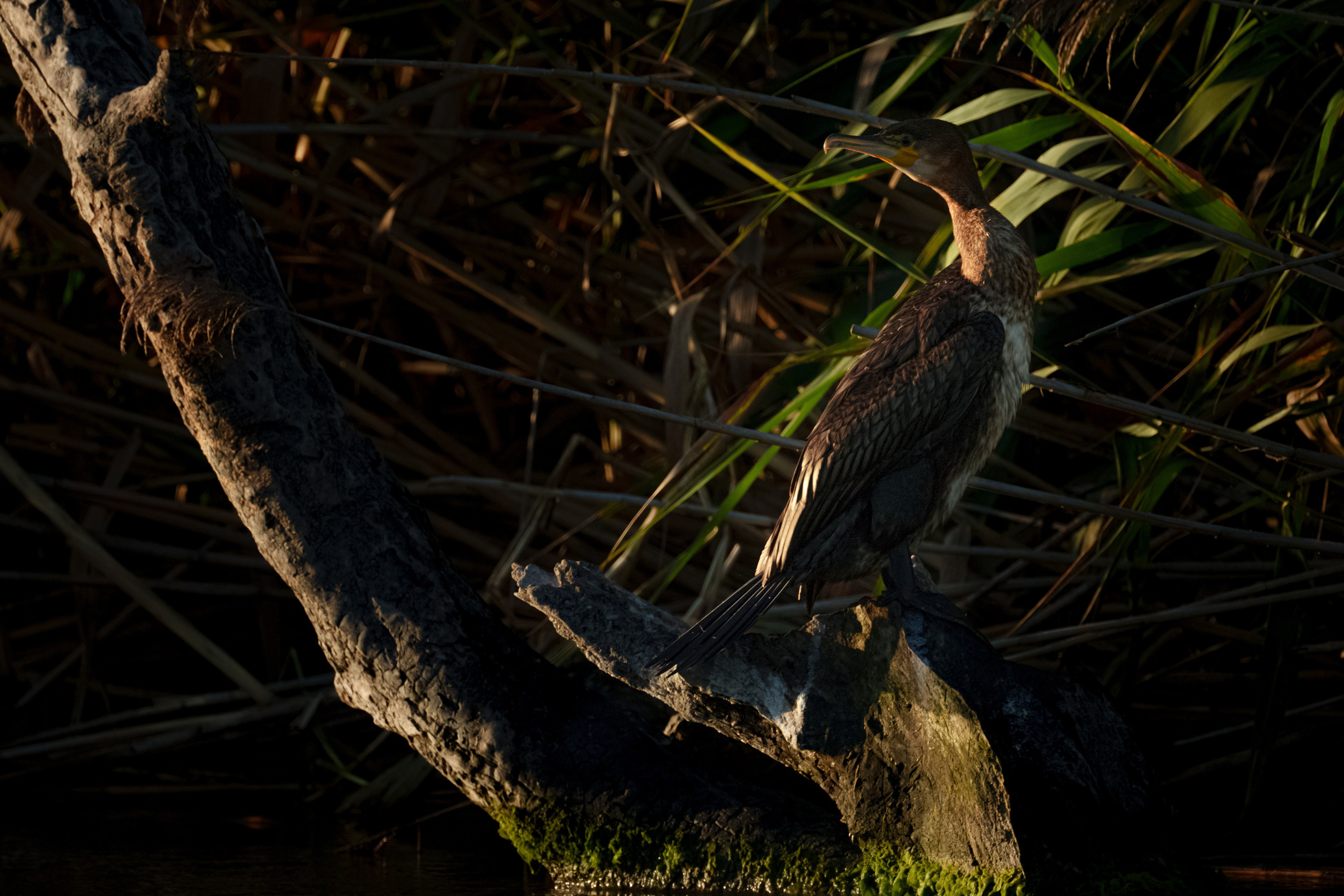 Золотые лотосы. Июль