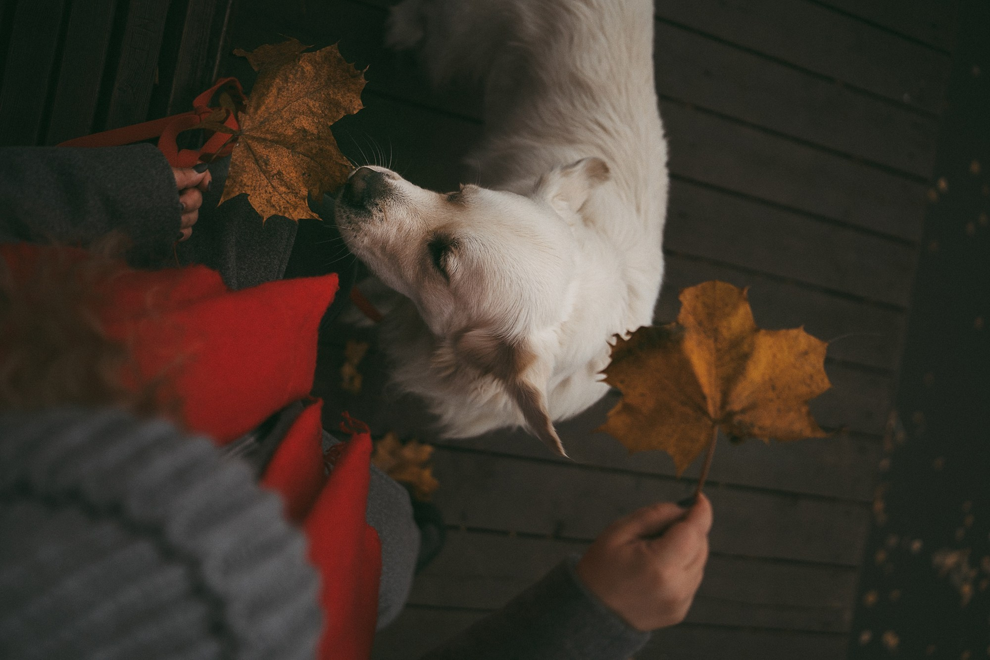 Лена и Мерлин. Фотограф анималист в Москве и Санкт-Петербурге Свиридова Анна