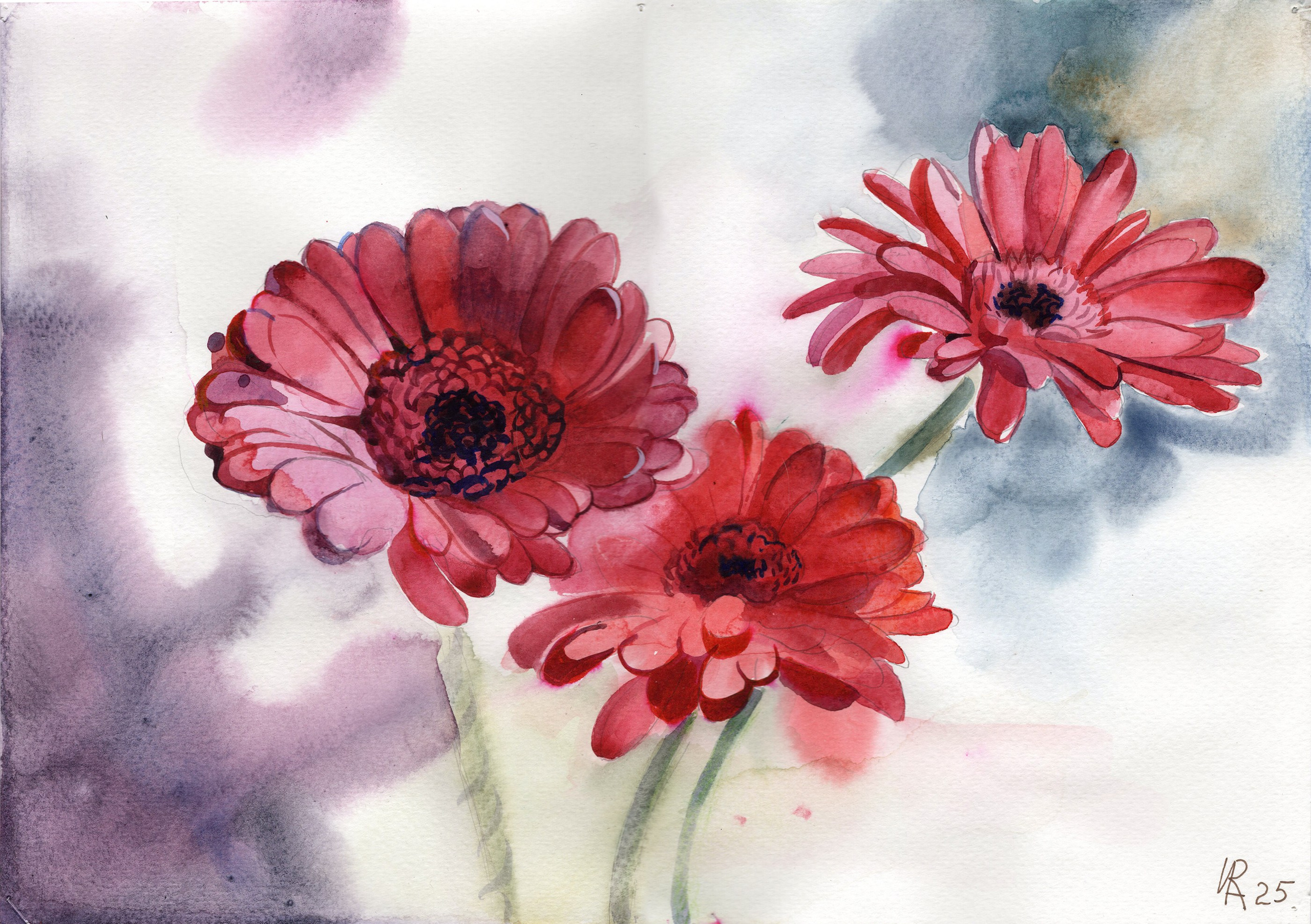 герберы, садовые цветы, букет, цветы акварелью