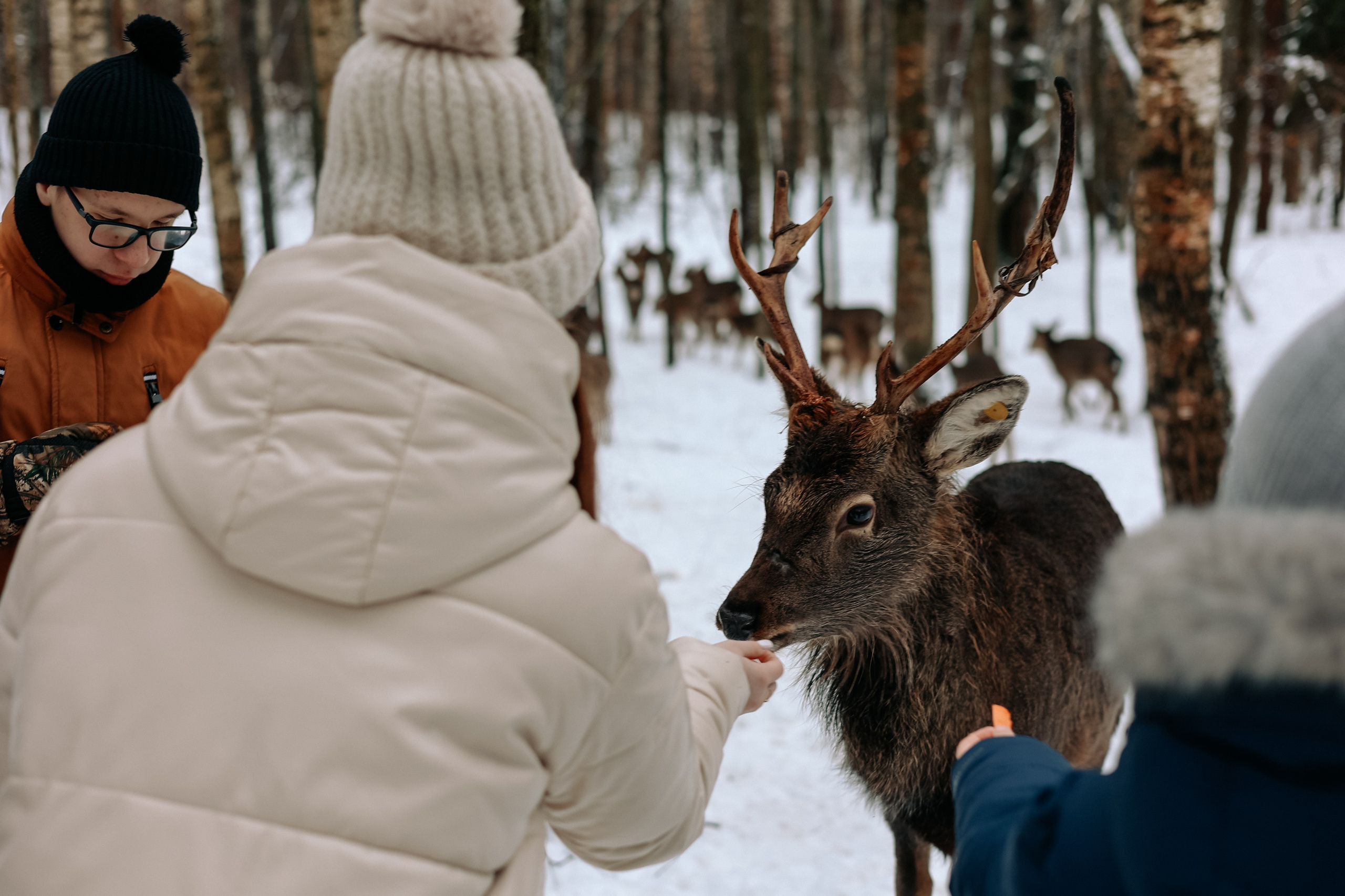 Экскурсия «Мир оленей». Фотограф Диана Воробьева Нижний Новгород