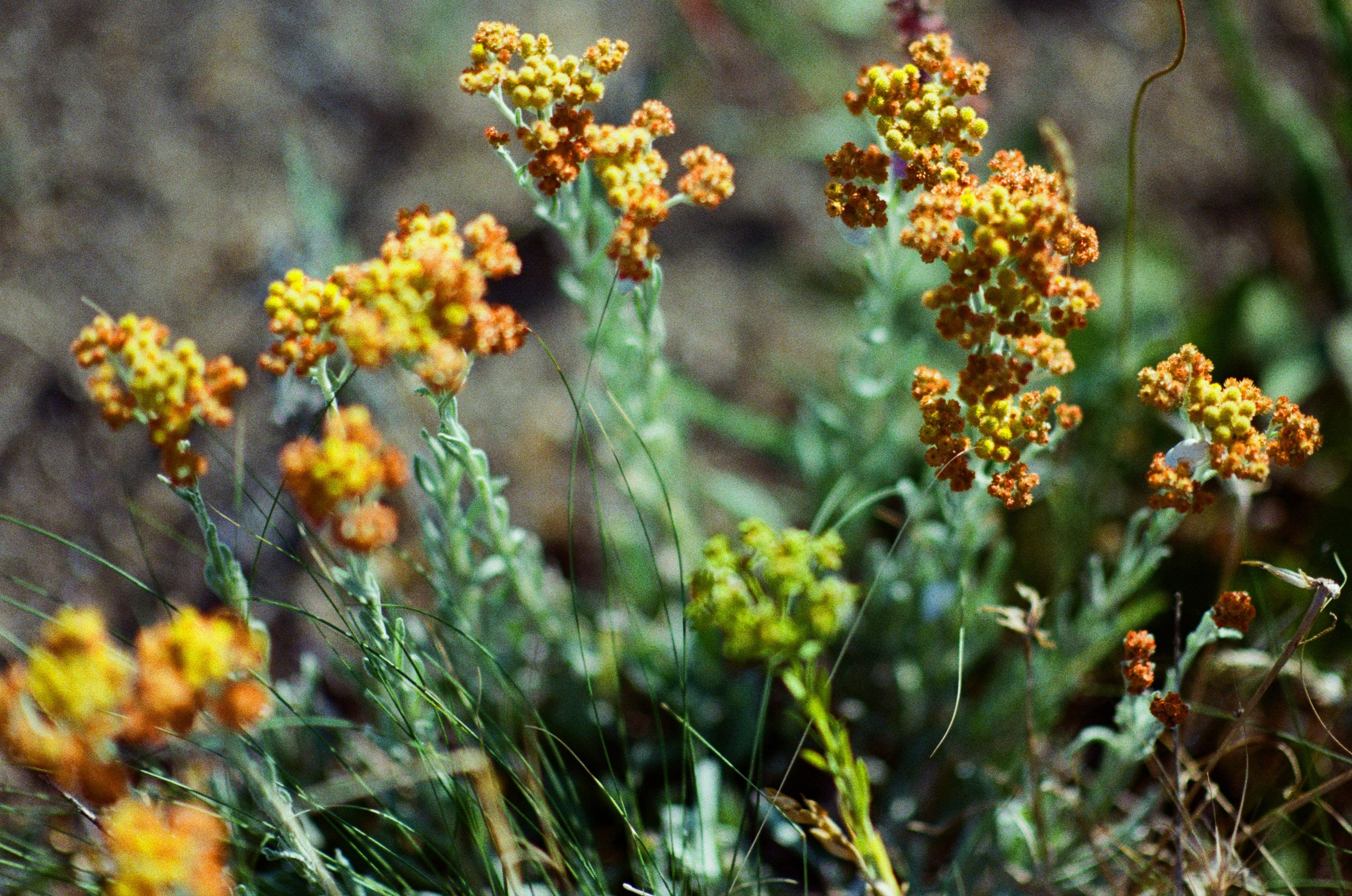 Silver strings // ukraine, crimea VII. EVER EXPOSED
