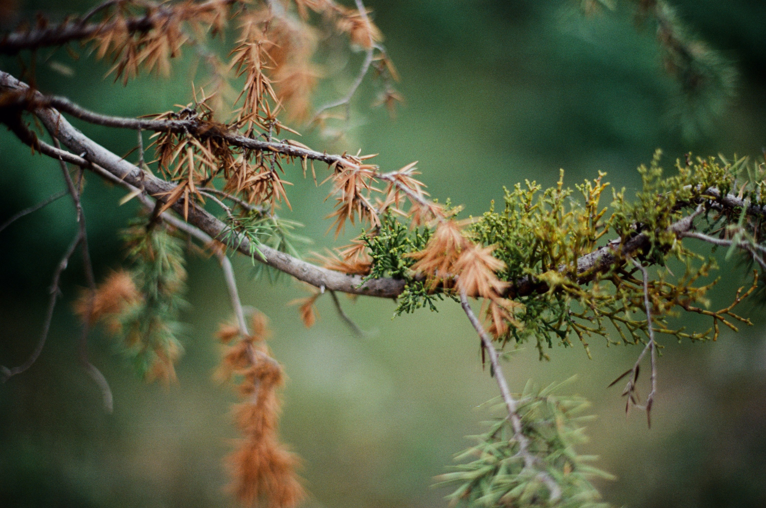 Silver strings // ukraine, crimea IX. EVER EXPOSED