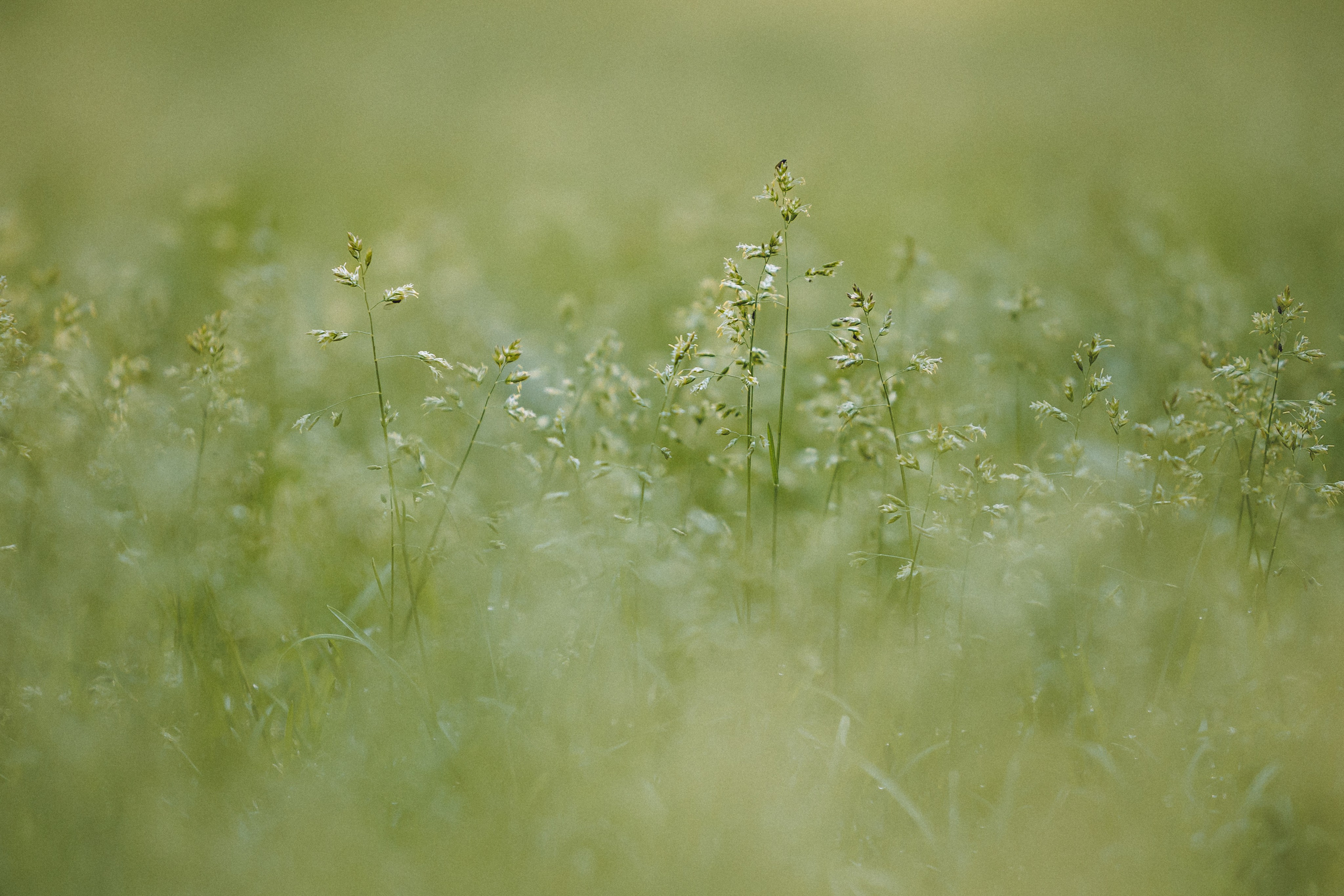 Шед, Цири, Чиби, Цера и их семья