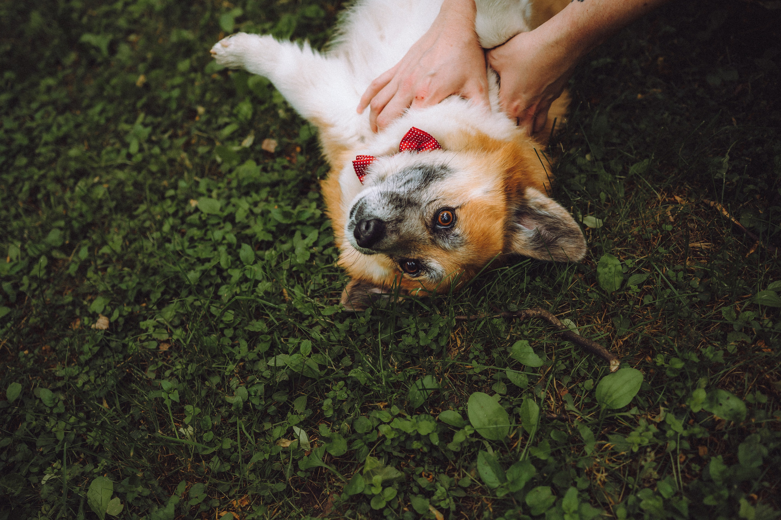 Ира, Леша и Харли