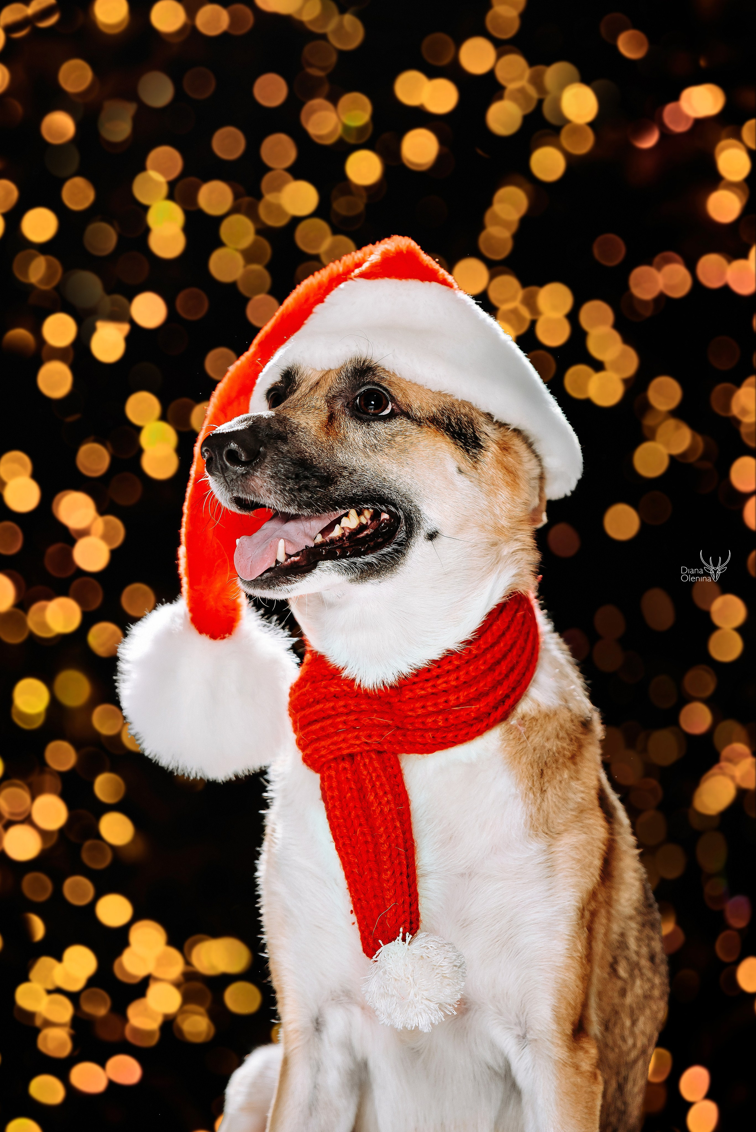 Собаки фоны. Фотограф Диана Оленина Красноярск / Братск