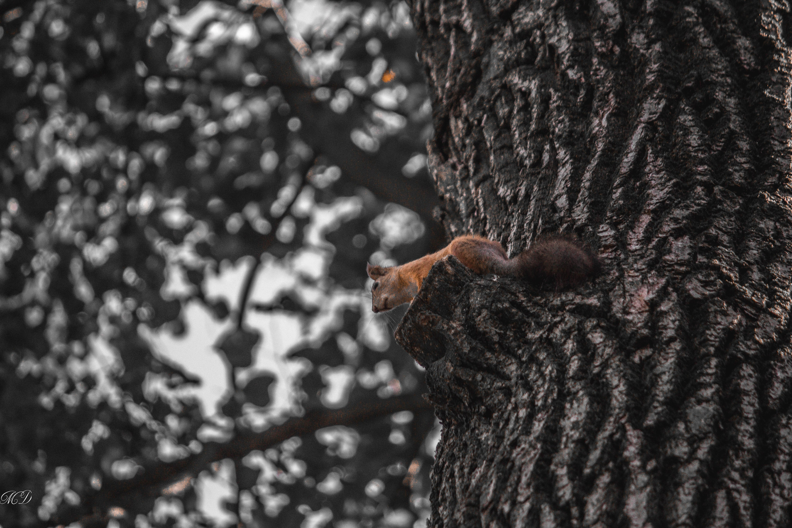 Михаил Дёгтев - фотограф