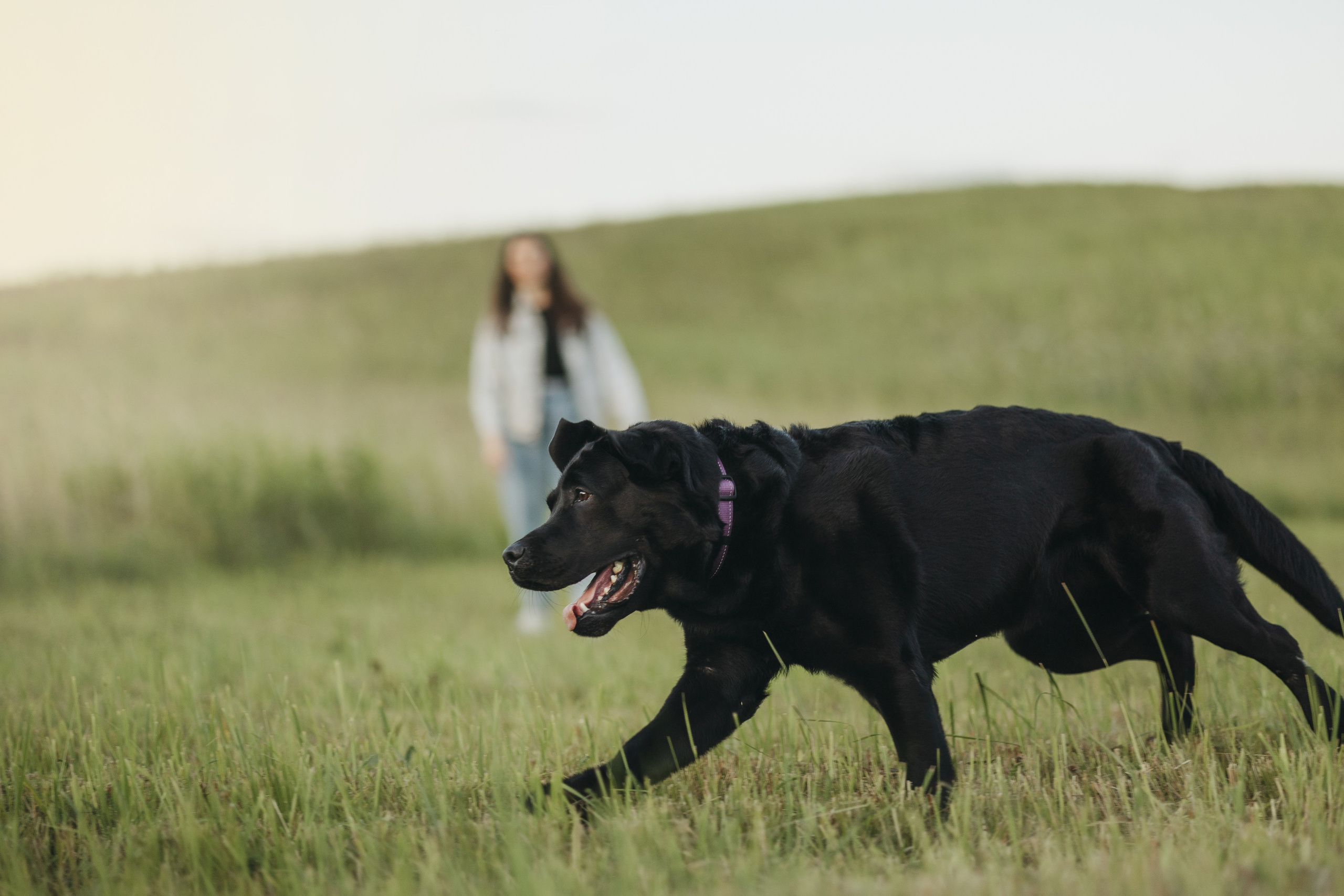Бомбей и его семья. Фотограф — Анималист | Санкт-Петербург