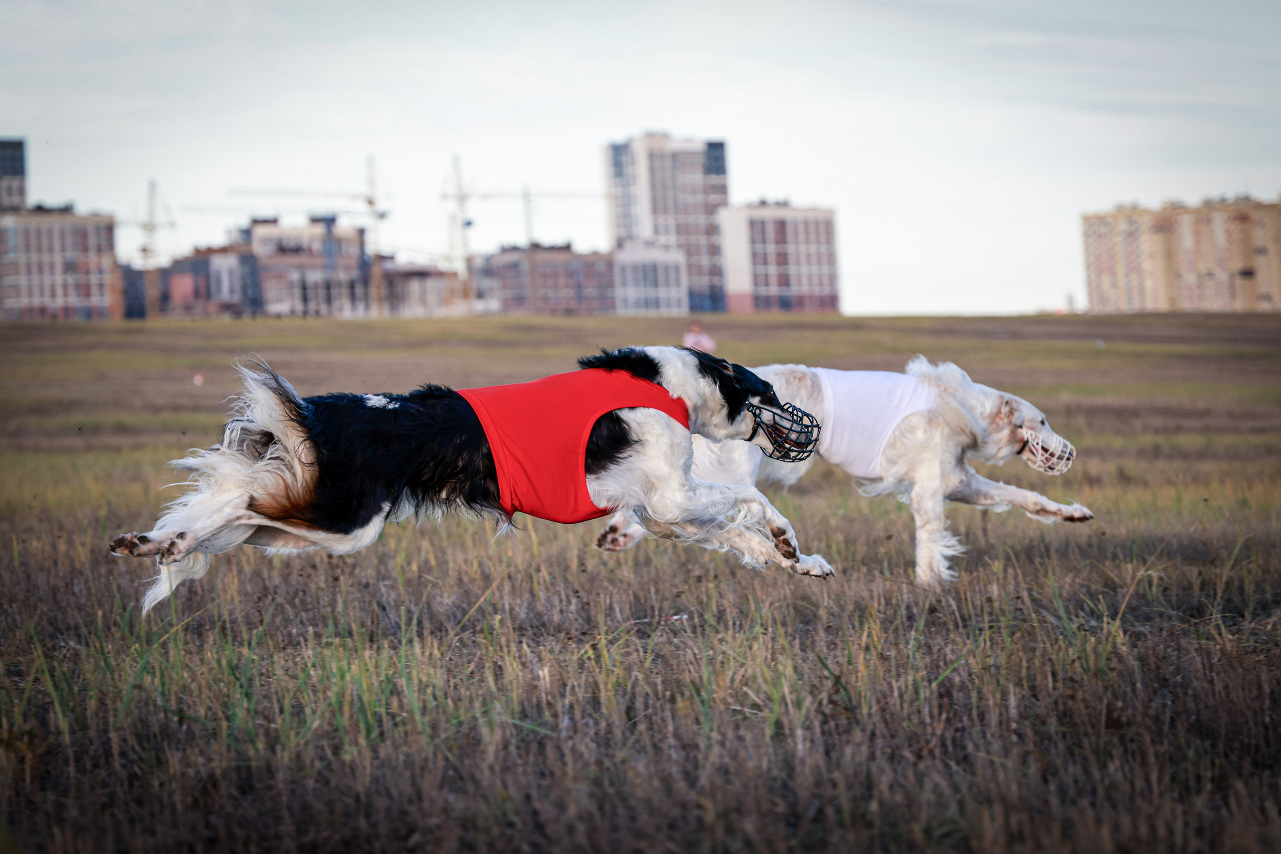 Собаки. Антонина Савельева Фотограф Ставрополь