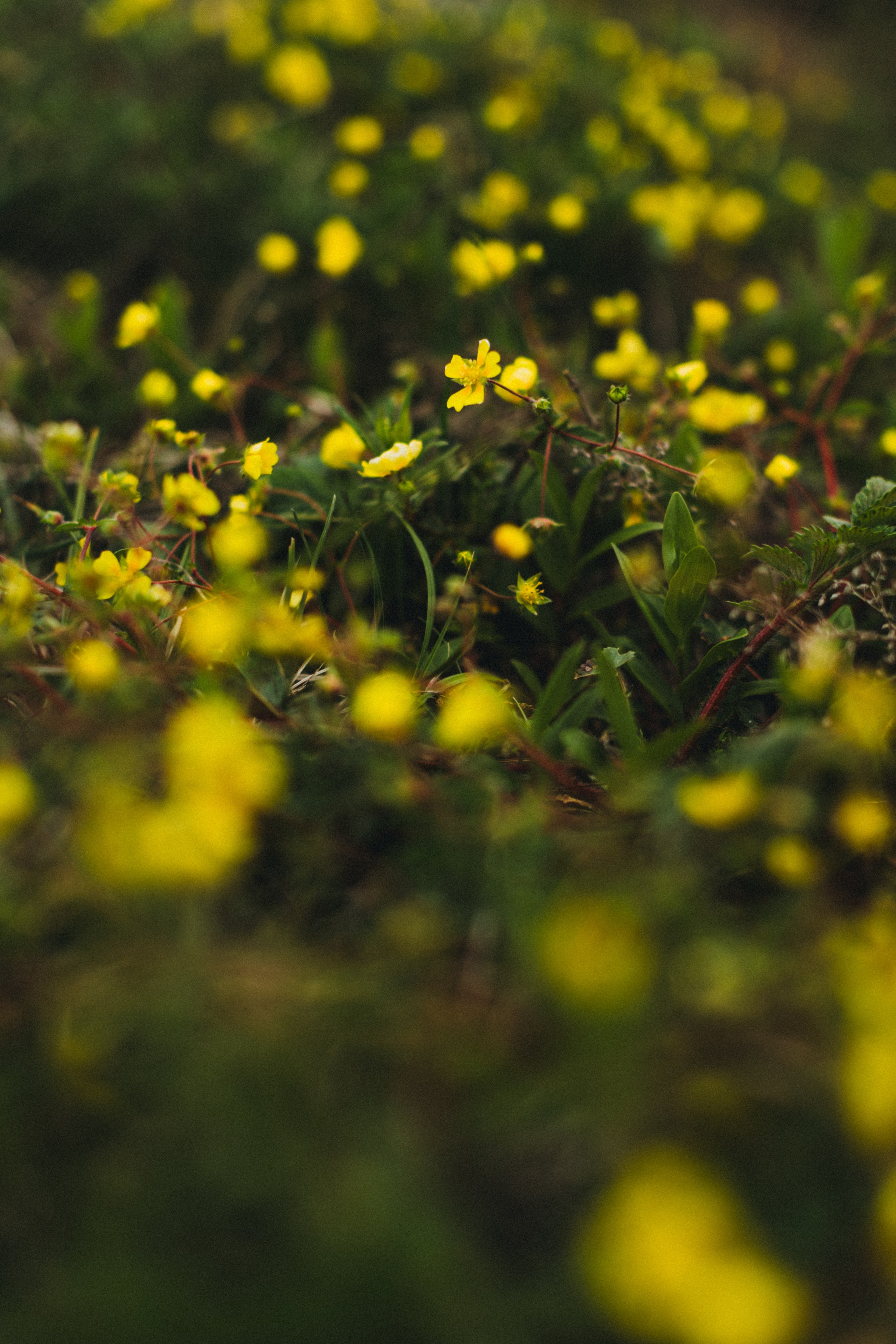 Саша и Аня. Wedding and family photographer in Vladivostok Anton Blokhin