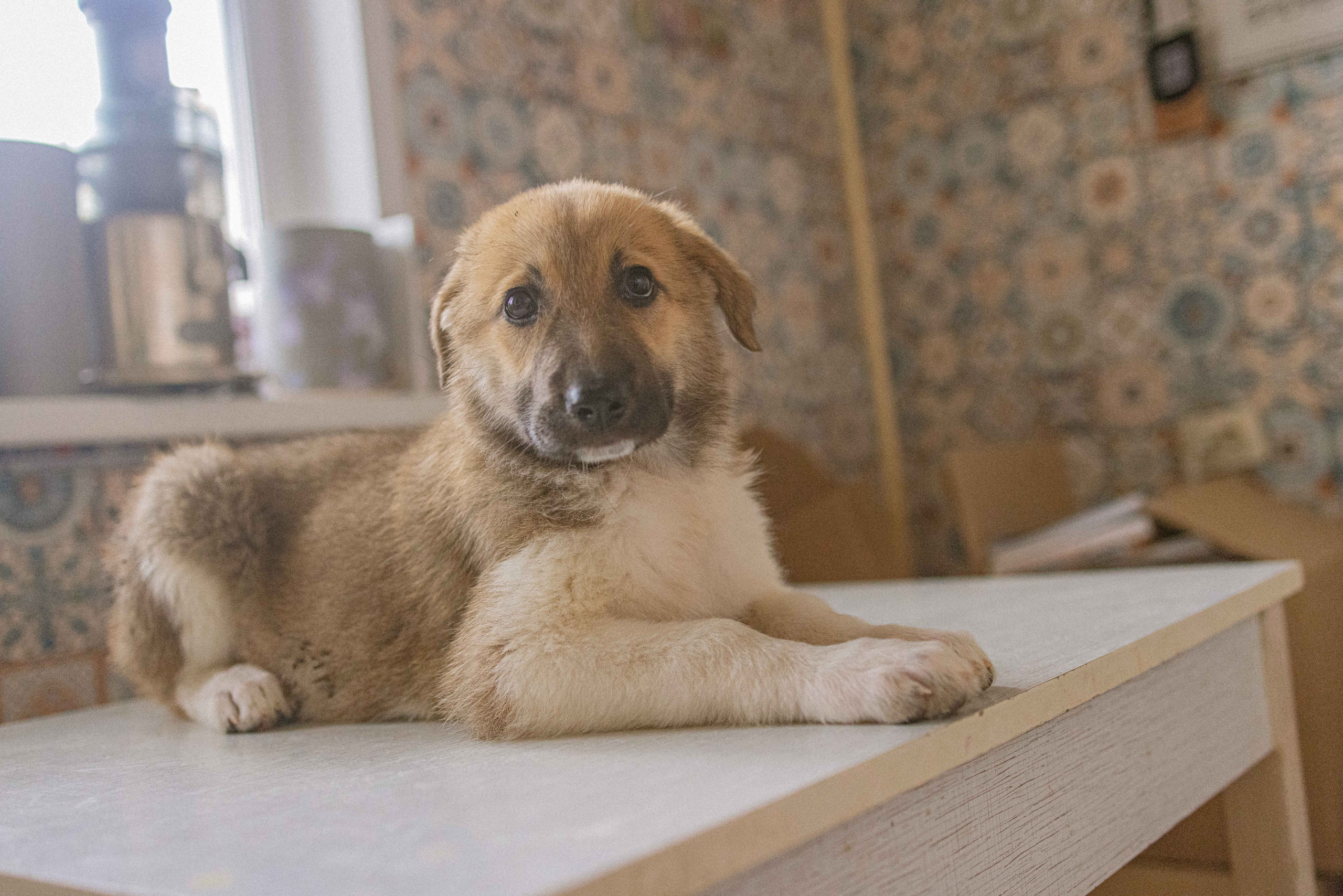 Щеночки на кухне. Фотограф-анималист в Москве Лера Черноног
