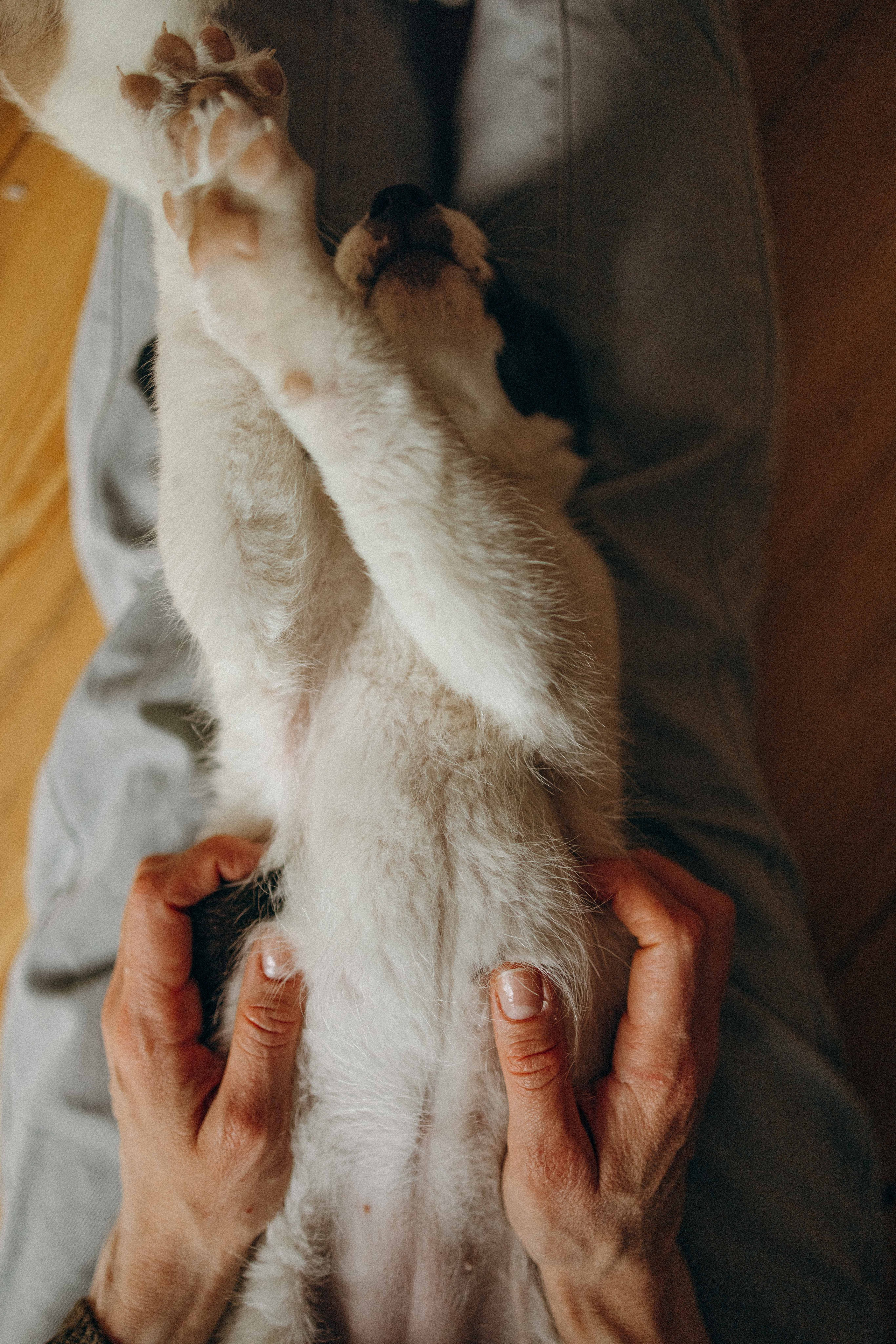 Щеночки. Фотограф-анималист в Москве Лера Черноног