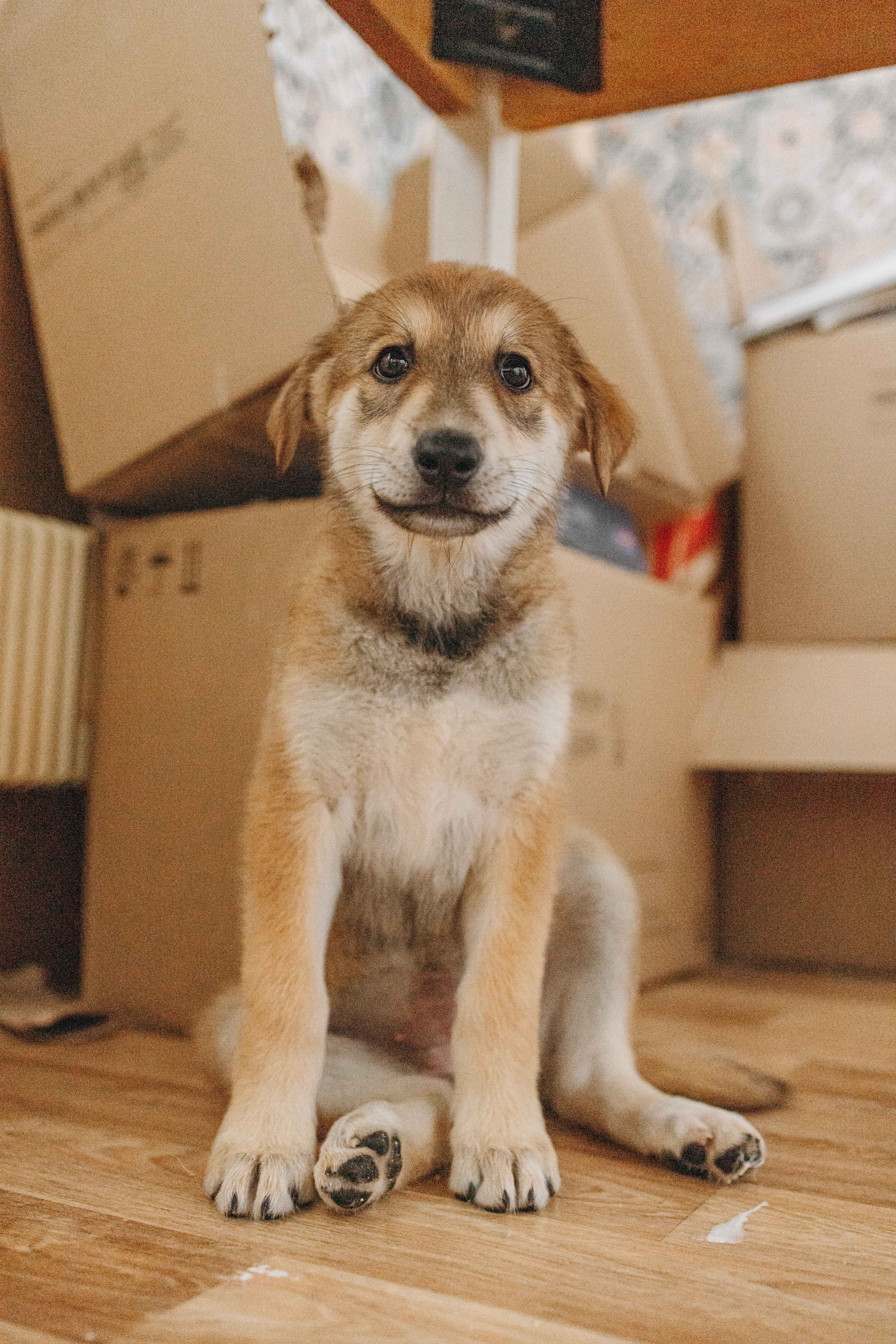 Щеночки на кухне. Фотограф-анималист в Москве Лера Черноног