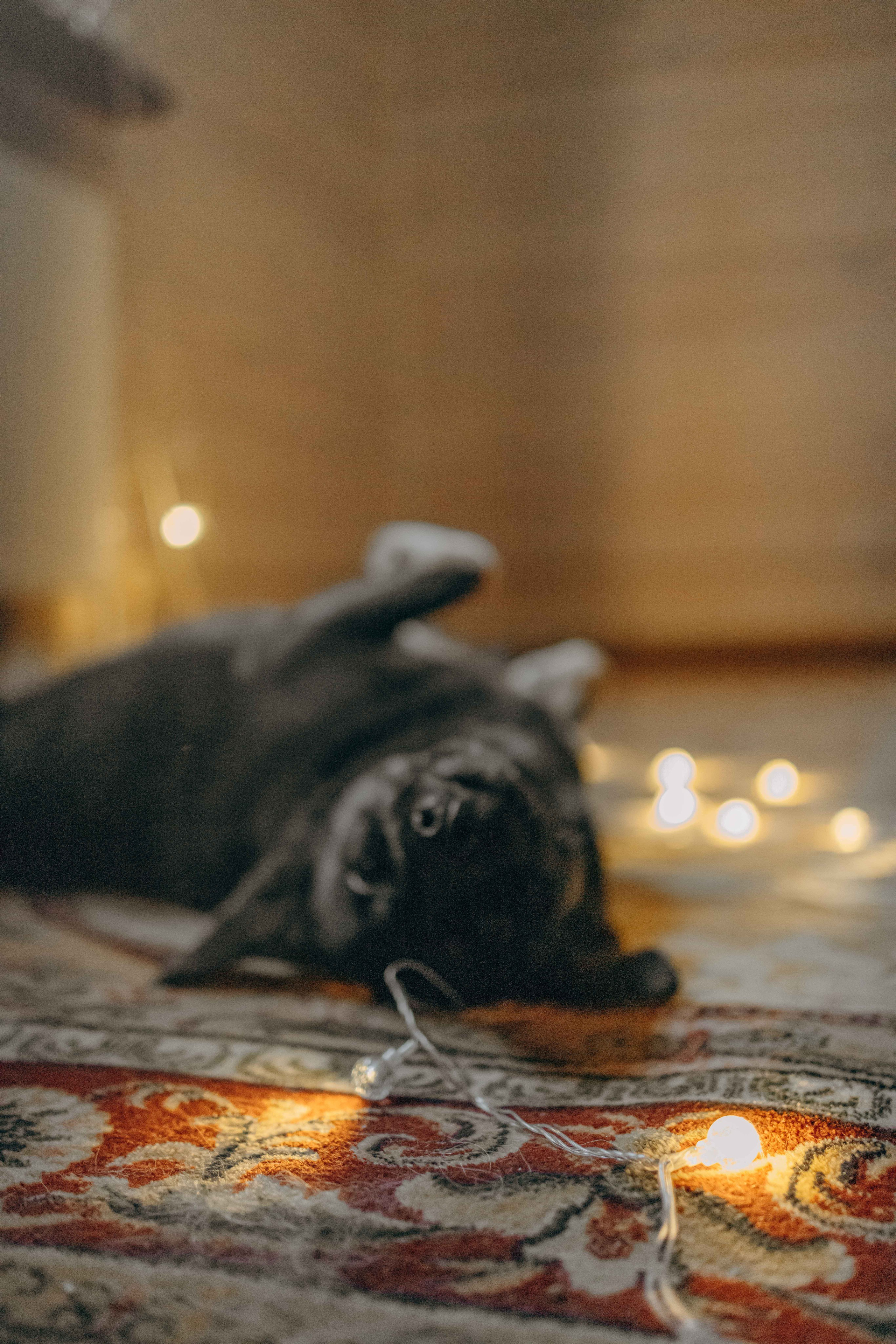 Передержка. Фотограф-анималист в Москве Лера Черноног