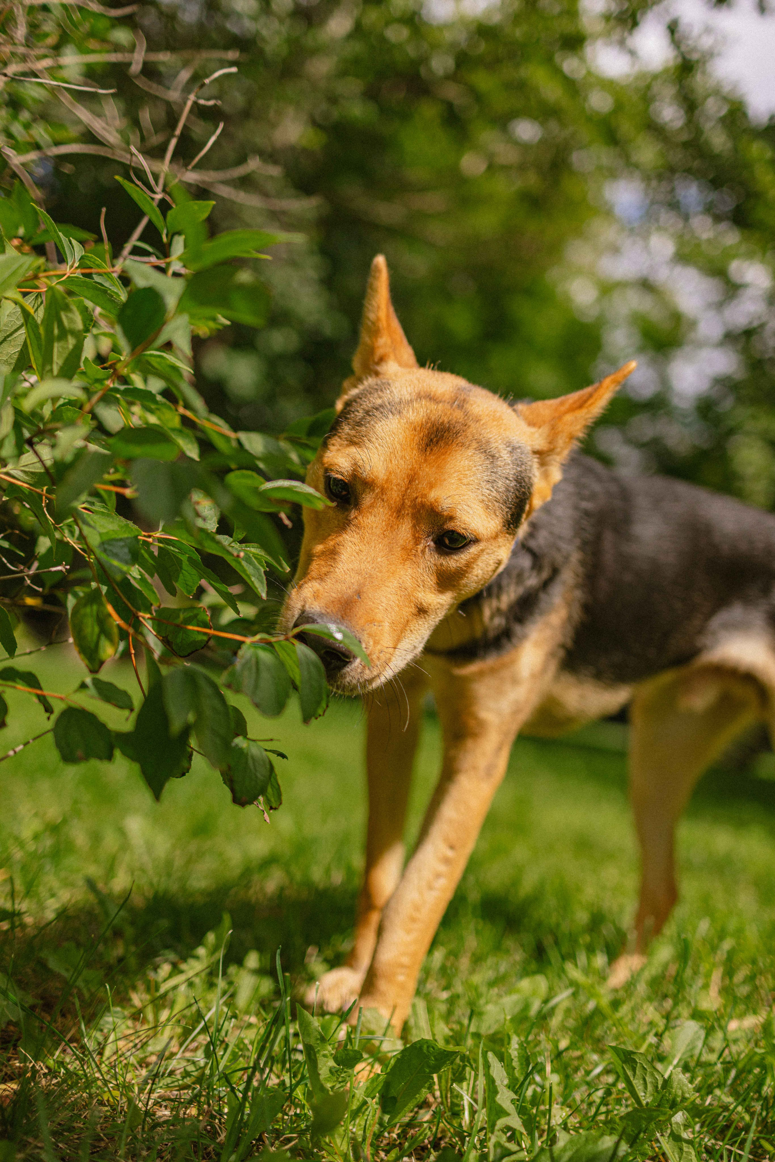 Джеки. Фотограф-анималист в Москве Лера Черноног