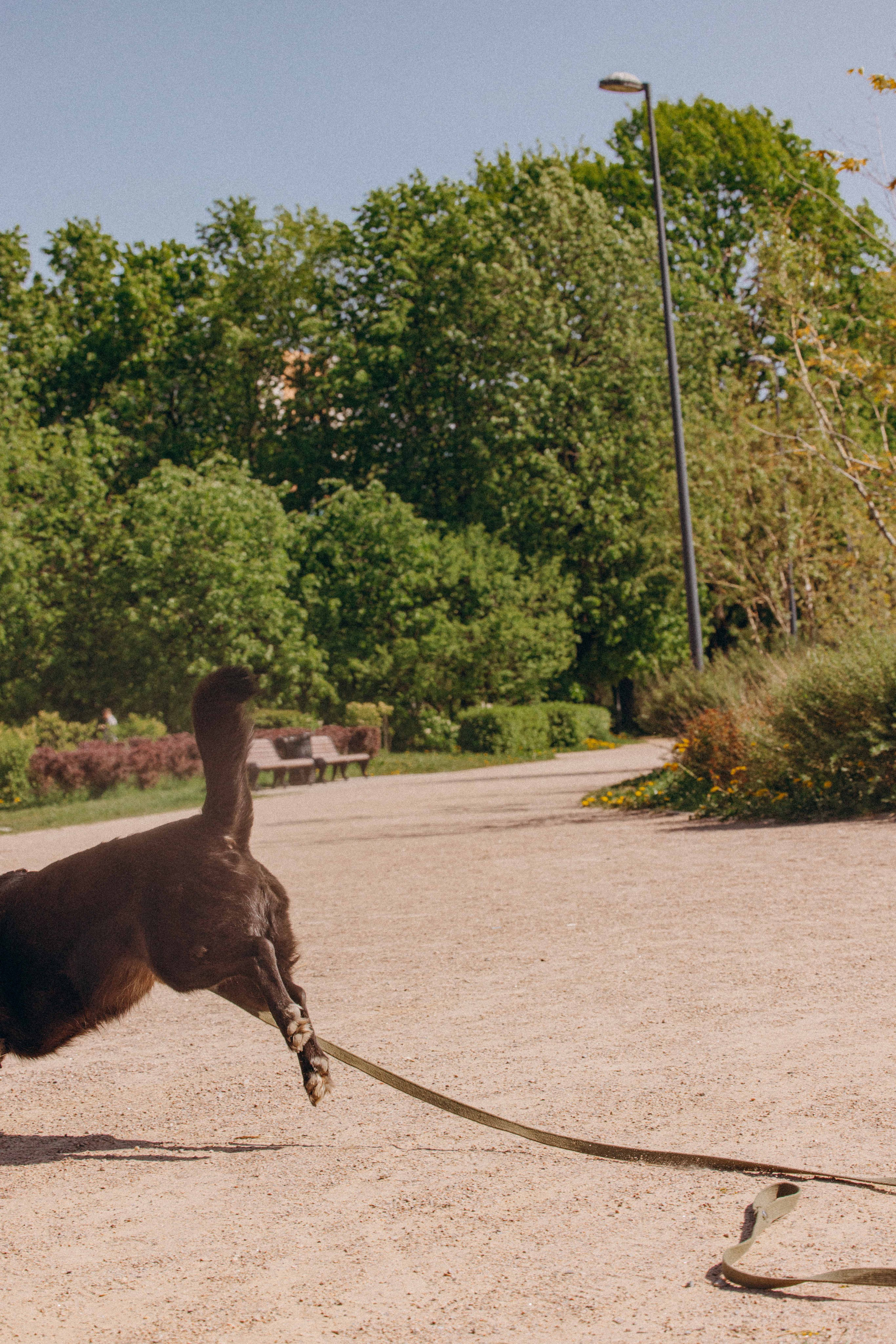 Наталья, Марфа и Норд. Фотограф-анималист в Москве Лера Черноног