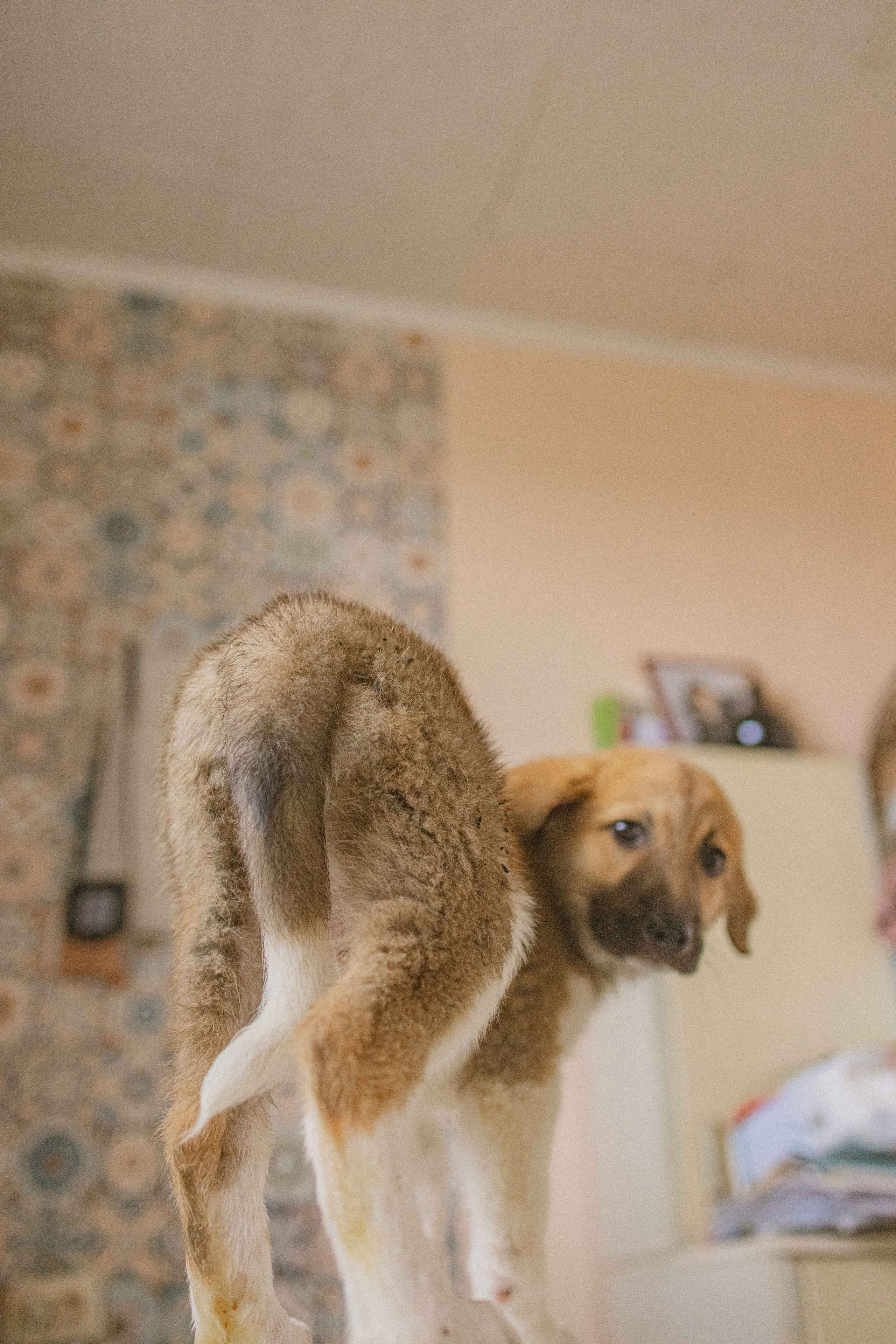 Щеночки на кухне. Фотограф-анималист в Москве Лера Черноног