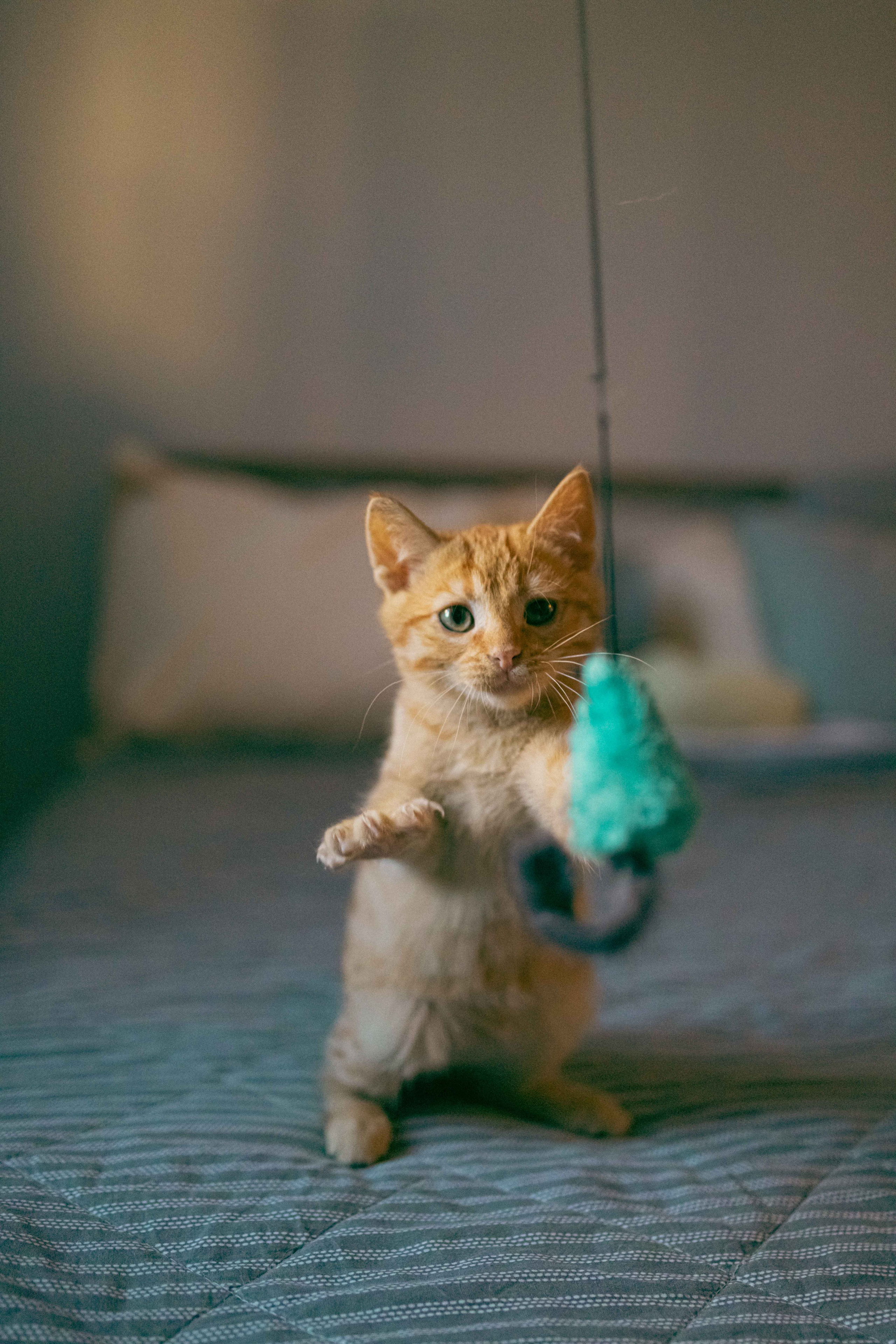 Кускус. Фотограф-анималист в Москве Лера Черноног