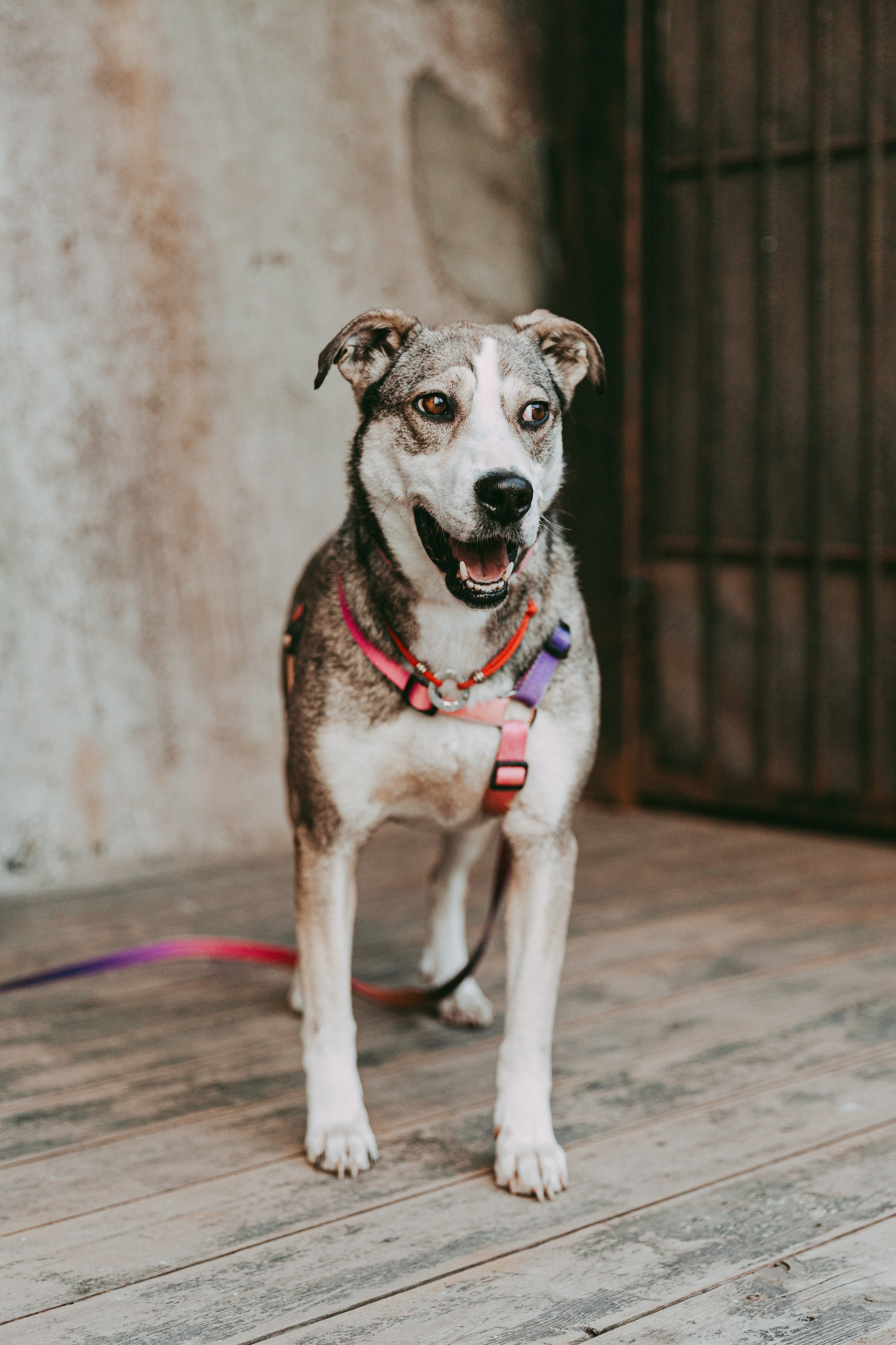 Ева в студии. Фотограф-анималист в Москве Соломонова Варвара