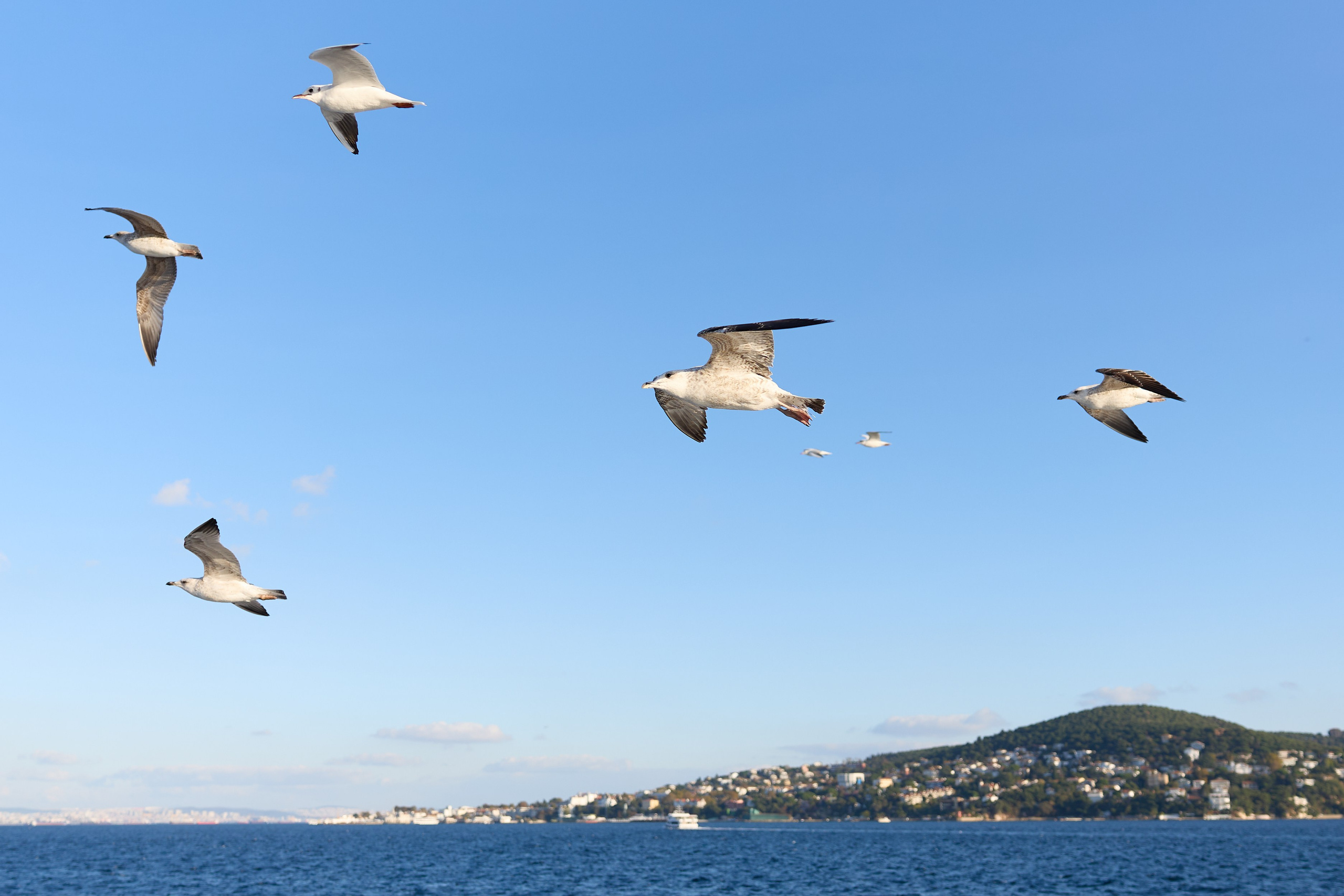 Стамбул 24. Фотограф Москва, Дима Пеллер