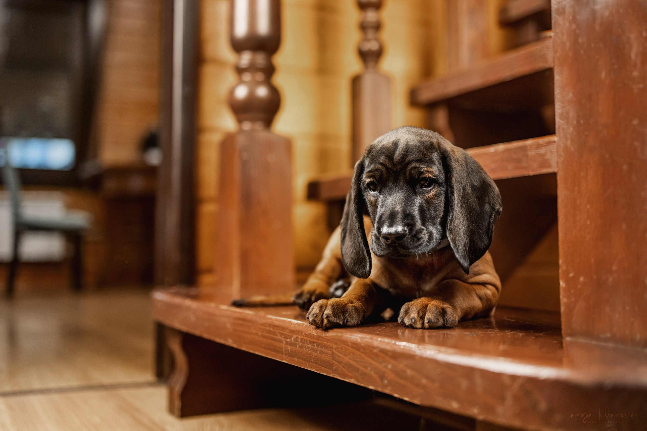 Баварцы. Фотограф анималист Аня Ливанова | Рыбинск