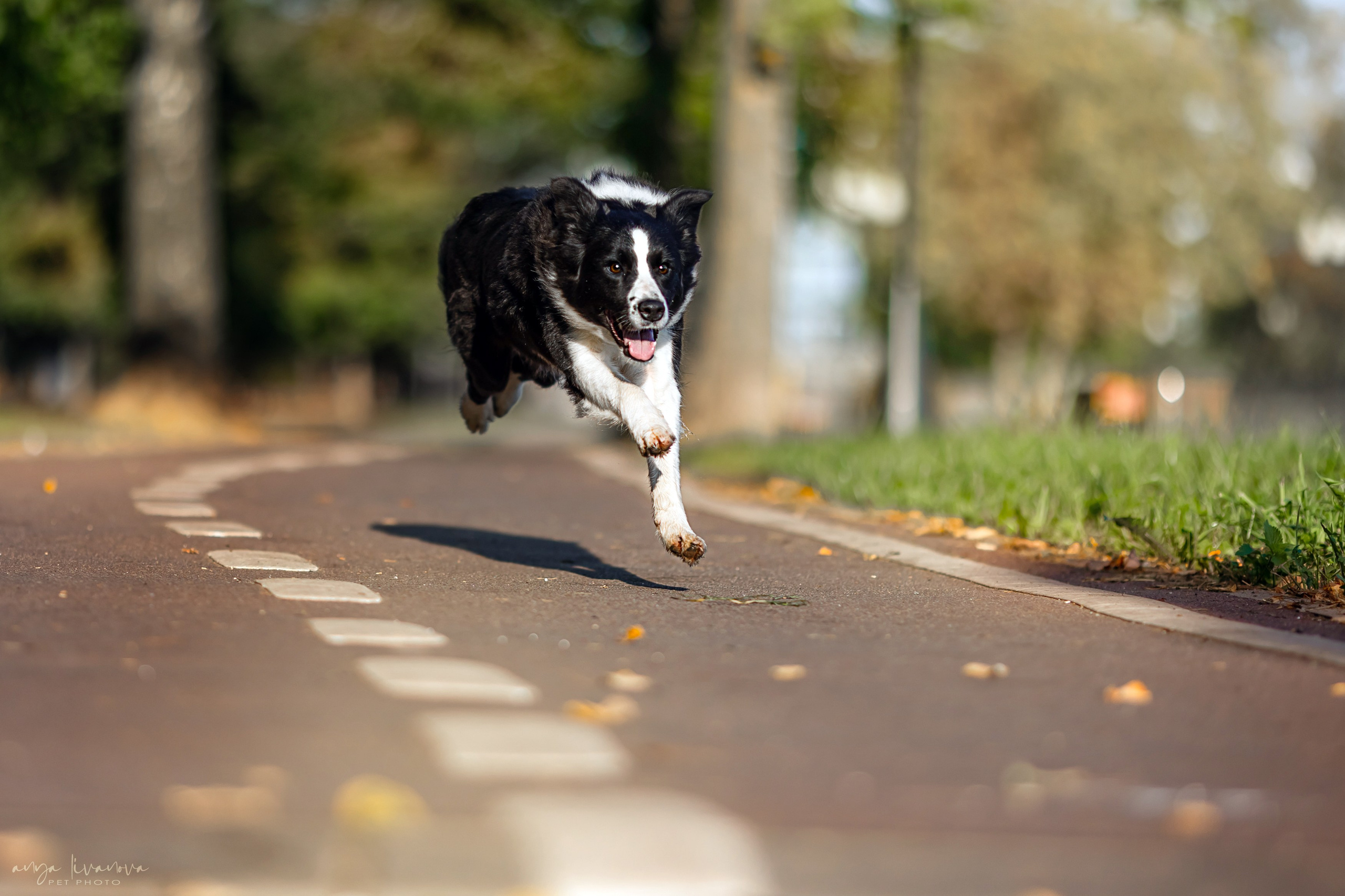 Алена и Майли. Фотограф анималист Аня Ливанова | Рыбинск