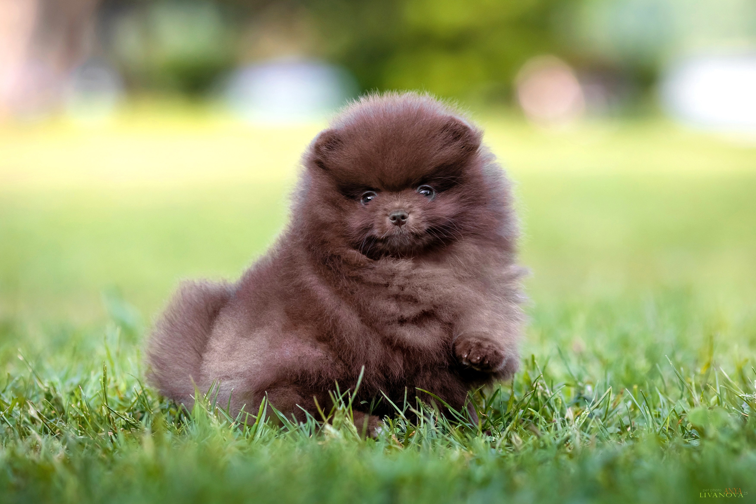 Шпицы. Фотограф анималист Аня Ливанова | Рыбинск