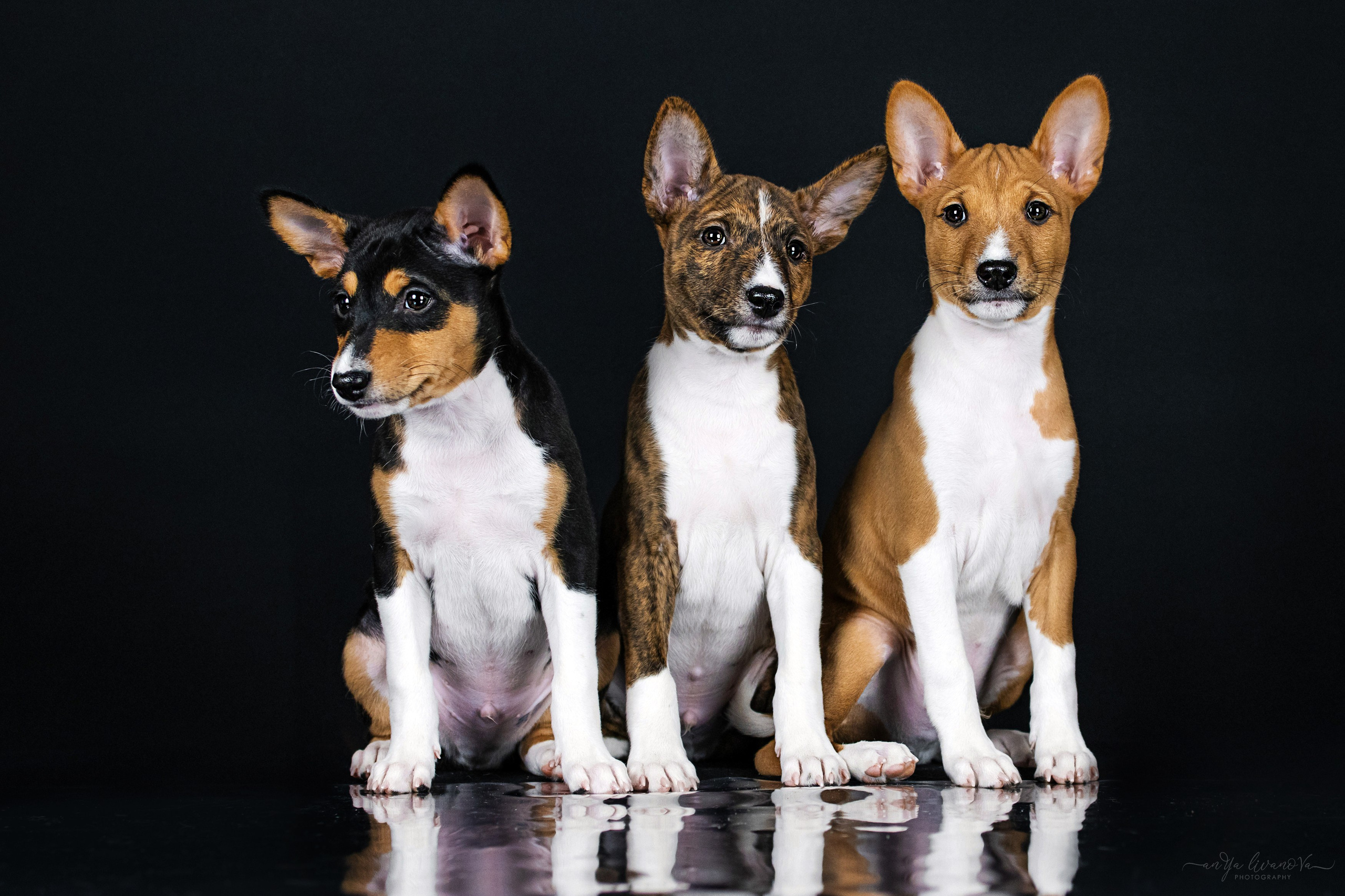 Басенджи. Фотограф анималист Аня Ливанова | Рыбинск