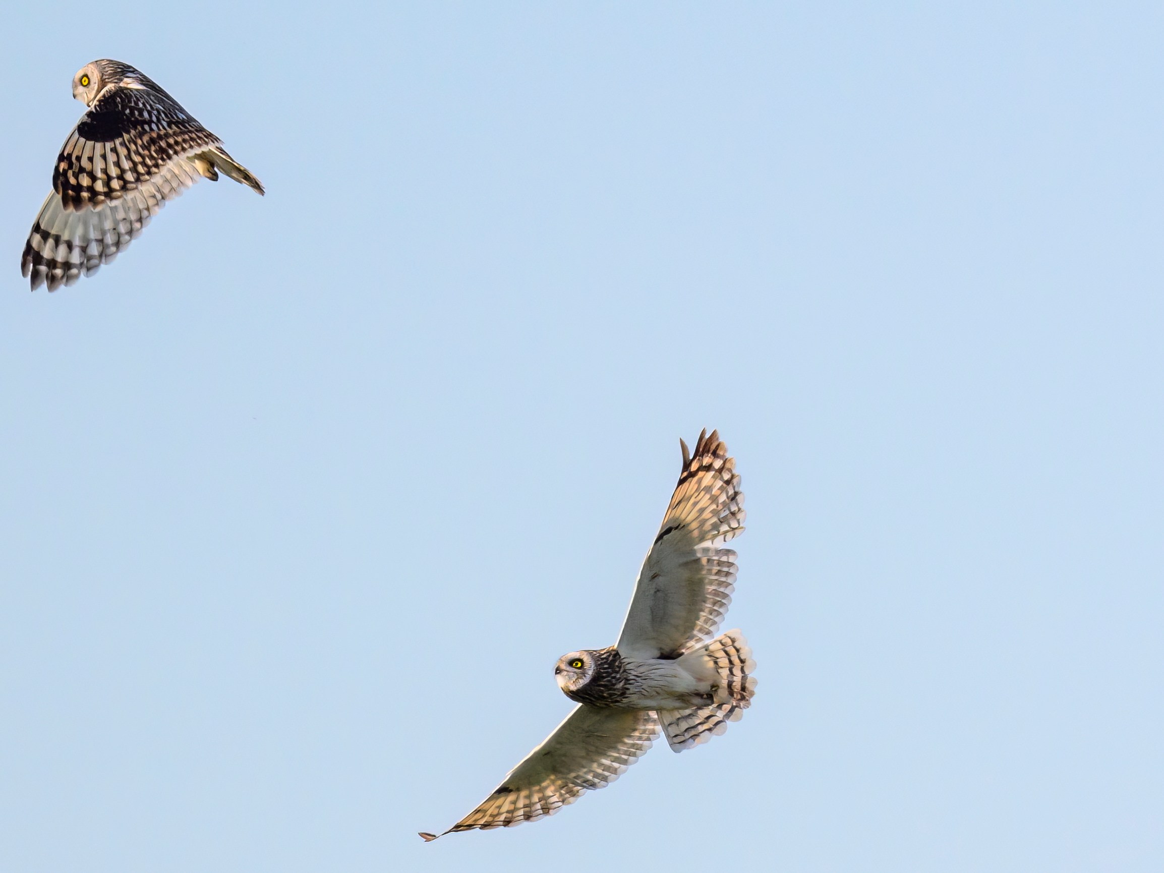 Совы играют в догонялки. Wildlife photography by Sergey Puponin