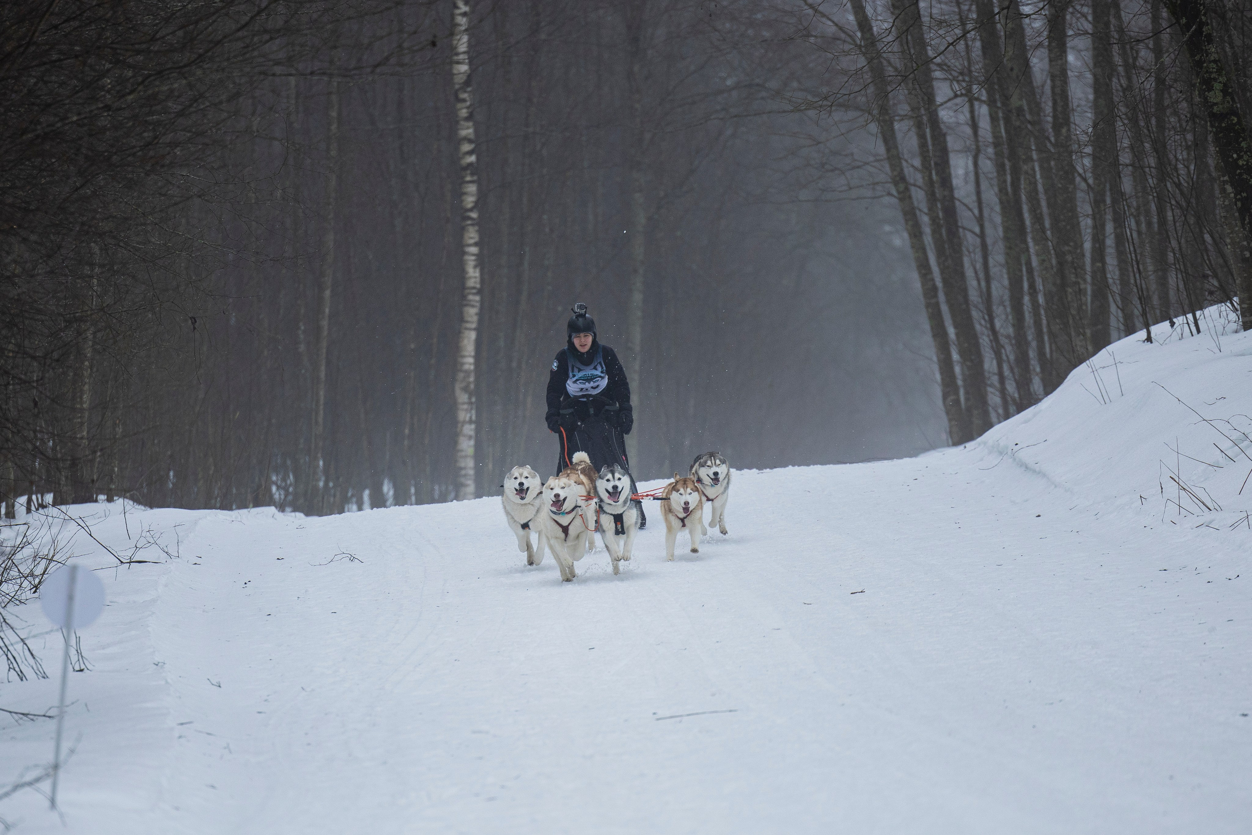 Зимний Чемпионат Санкт-Петербурга по ездовому спорту. Фотограф-анималист Анна Маринич