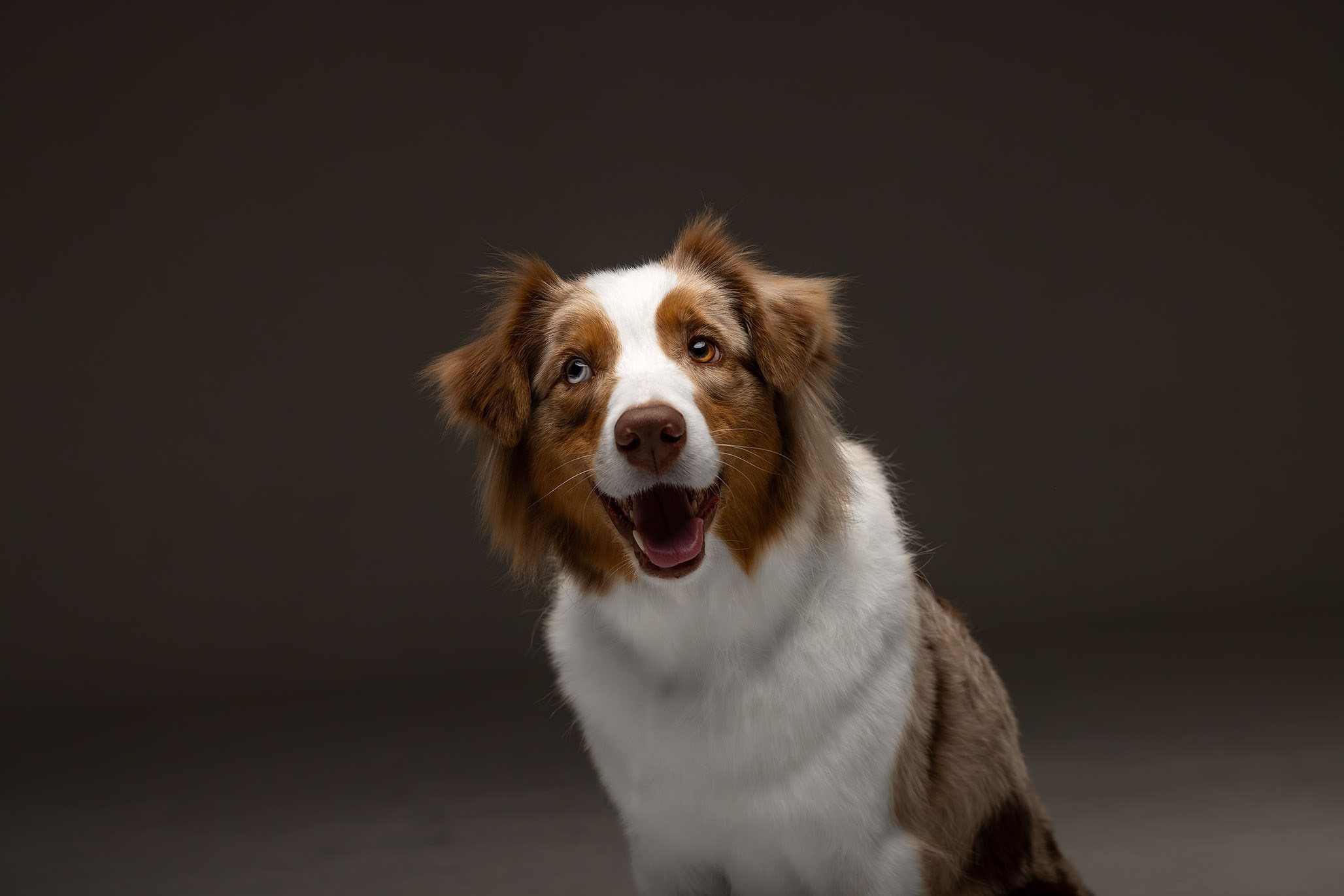 Полли, Австралийская Овчарка. Ирина Голомб|Фотограф-анималист в  Сочи и Калининграде