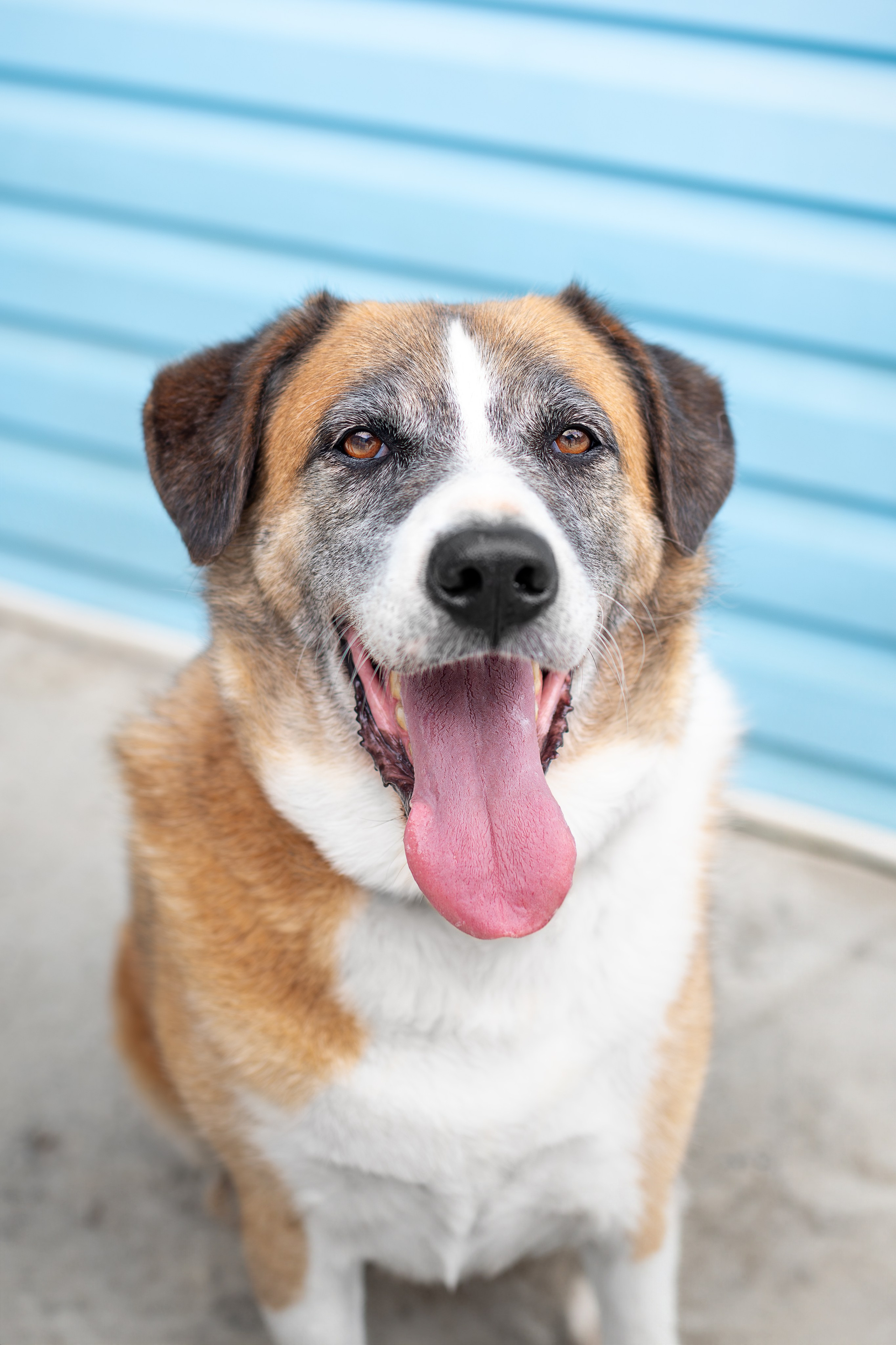 Мини-приют «Возрождение». Ирина Голомб|Фотограф-анималист в  Сочи и Калининграде