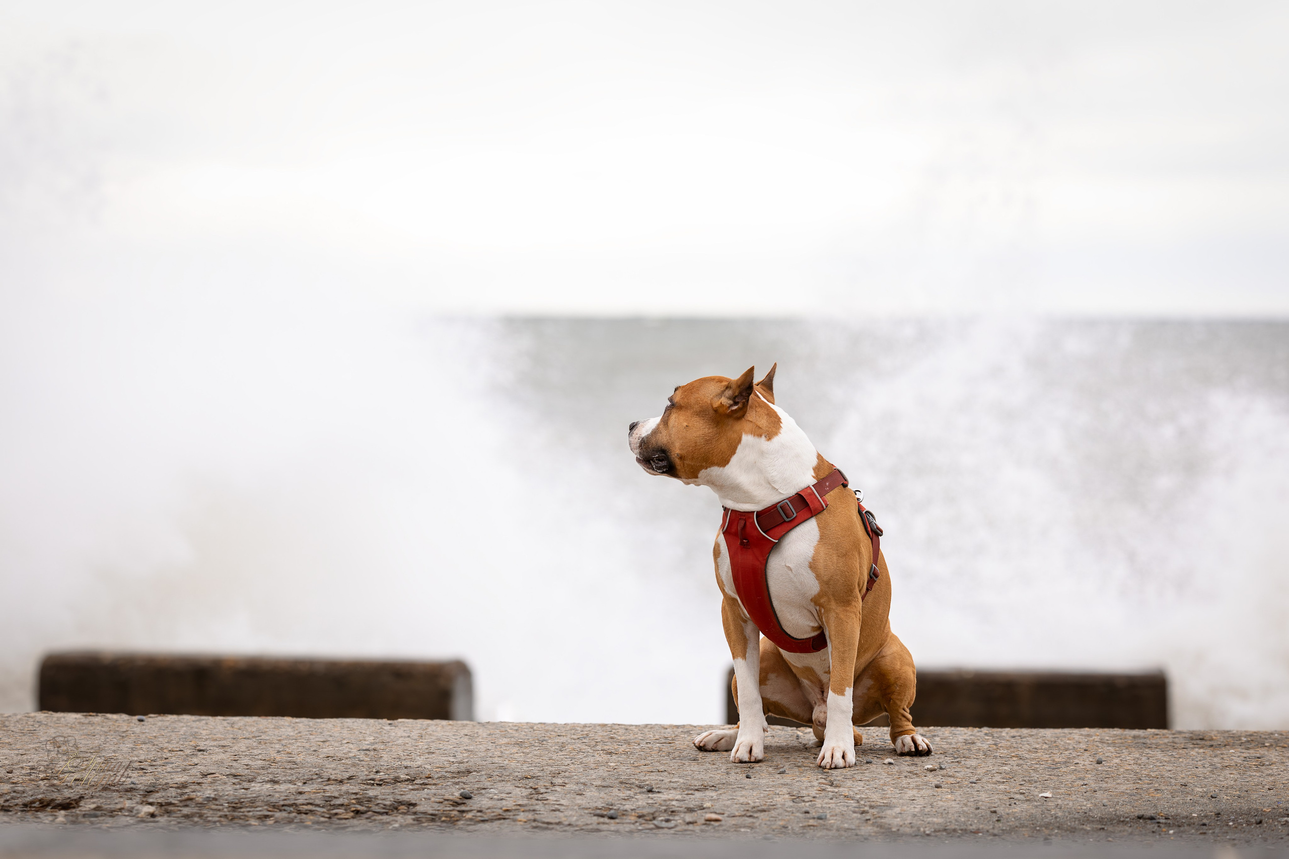 Джастин, Стаффорд. Ирина Голомб|Фотограф-анималист в  Сочи и Калининграде