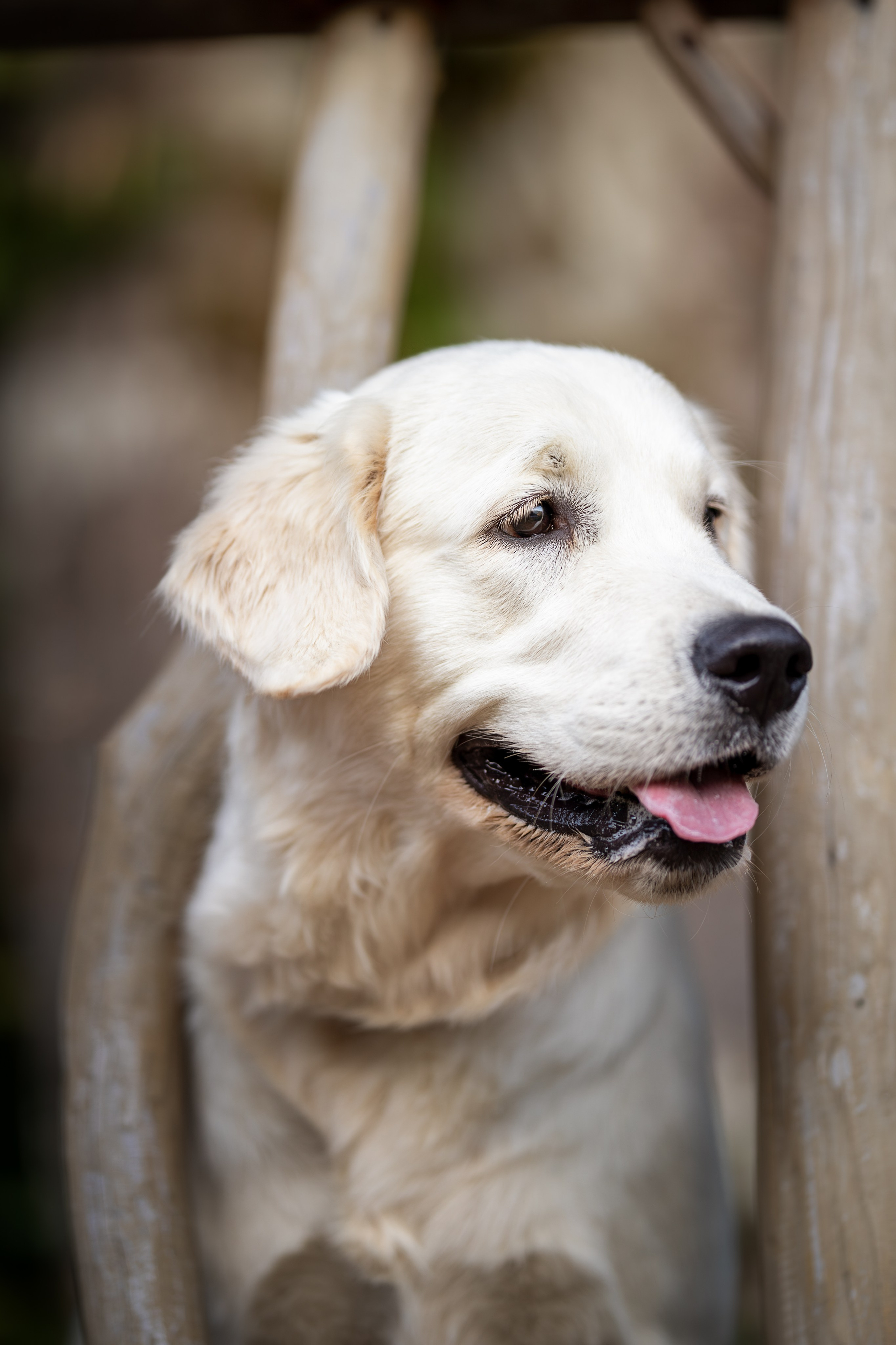 Асти, Делфи и Фреска, Голден Ретриверы. Ирина Голомб|Фотограф-анималист в  Сочи и Калининграде