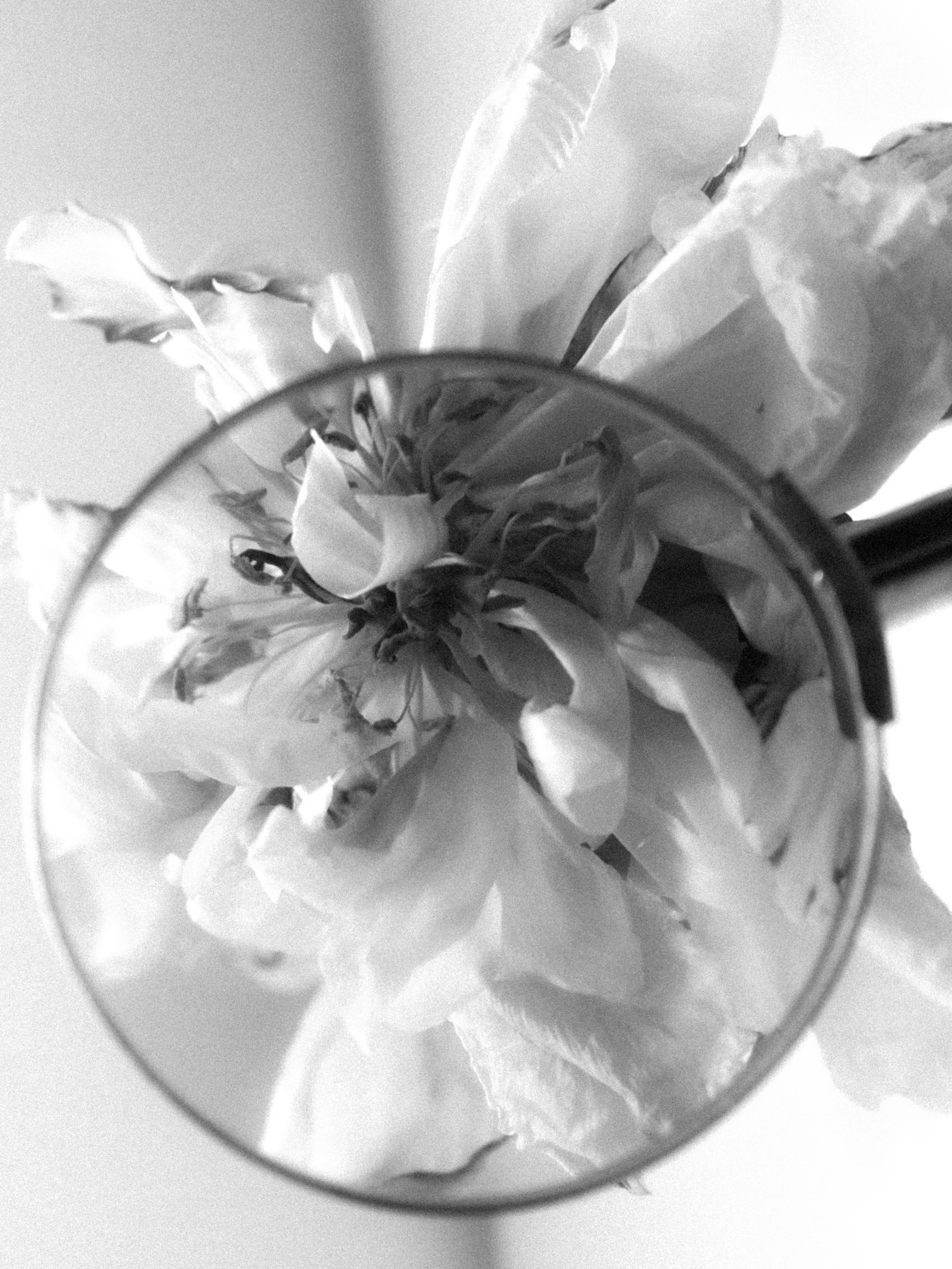 DYING BEAUTY. Фотограф Москва Грошева Софья