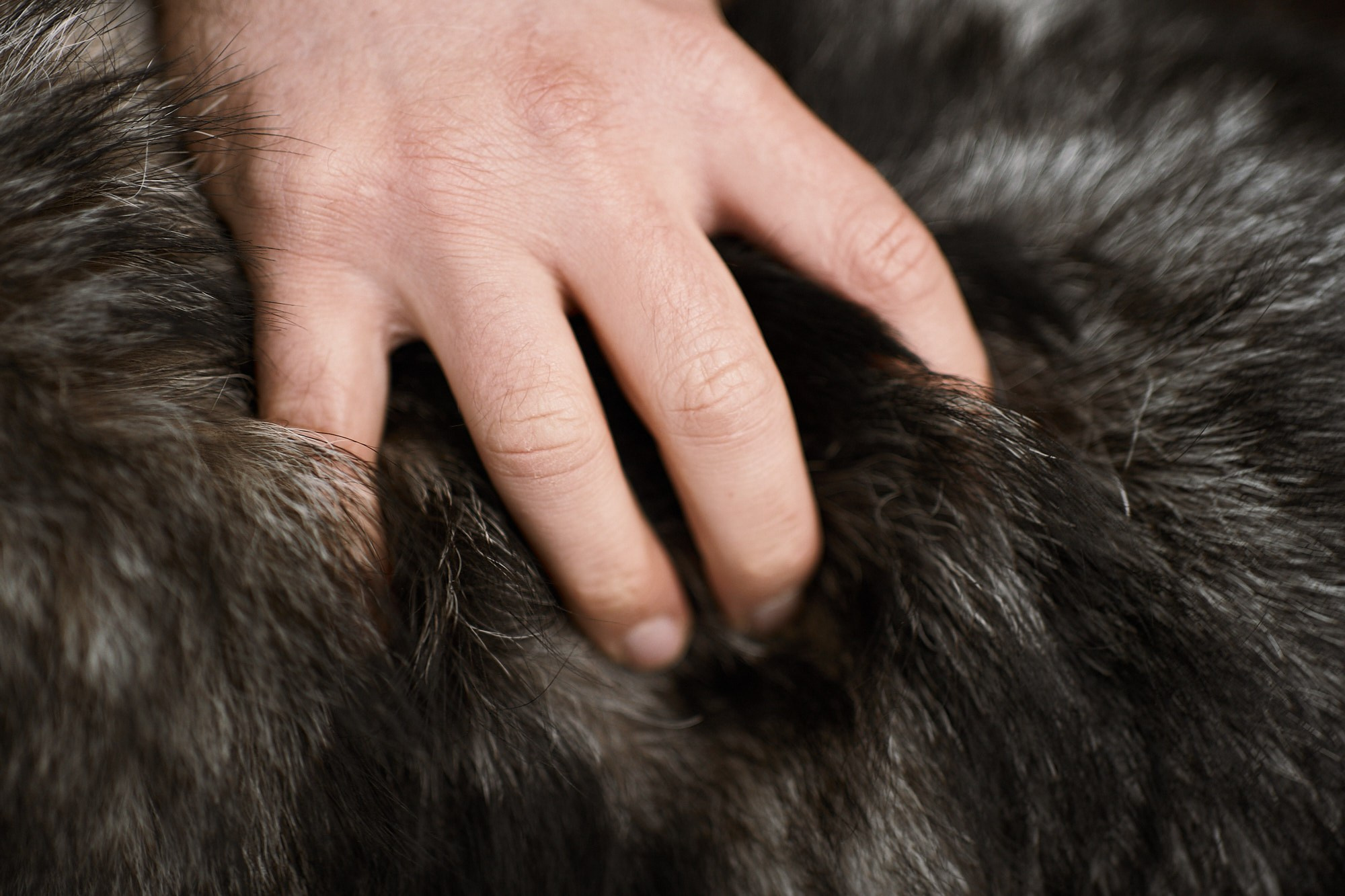 Дима, Рыжий и Воля. Фотограф анималист Москва Дарья