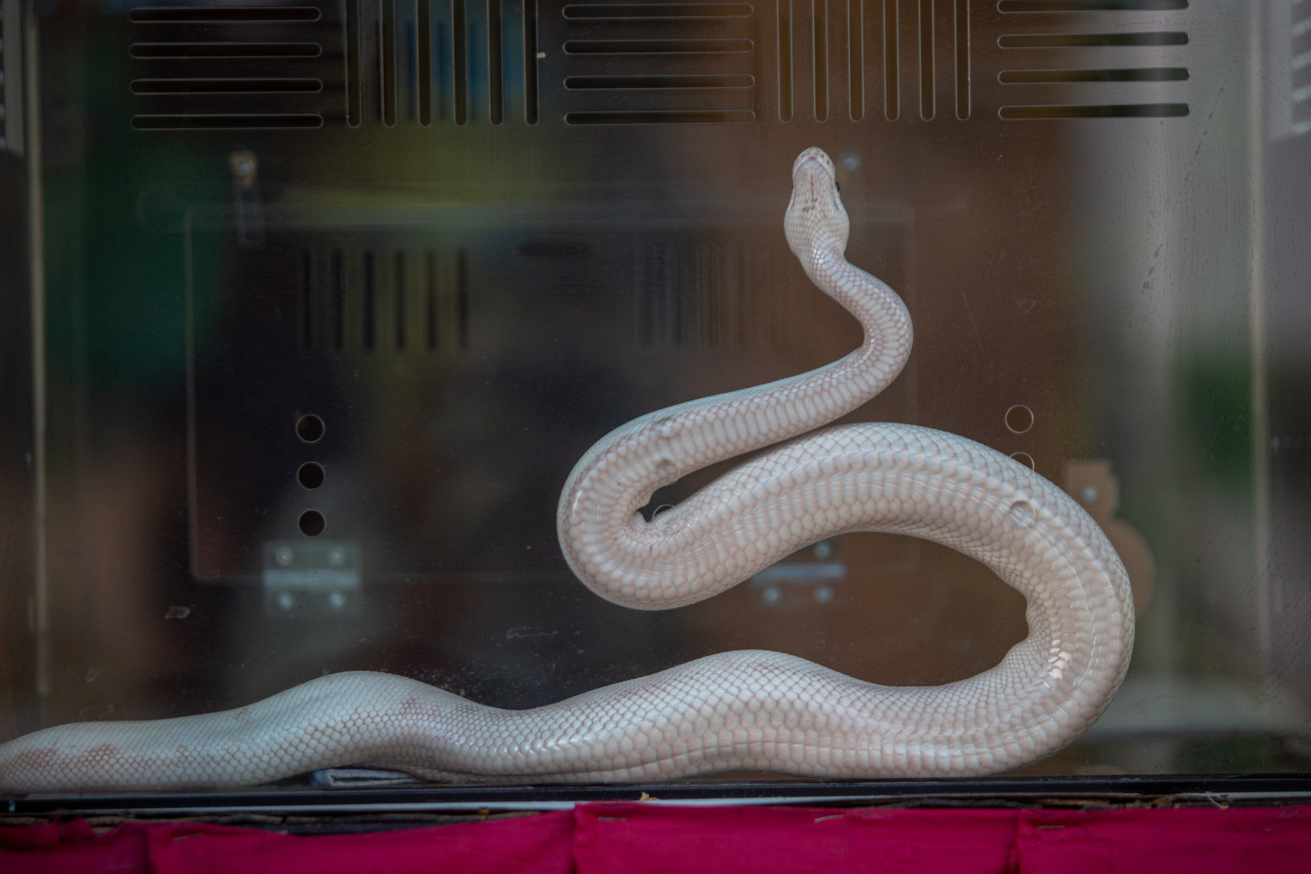 Samut Prakan Crocodile Farm & Zoo. Photographer Sonkina Tatiana (Tanya Ash)