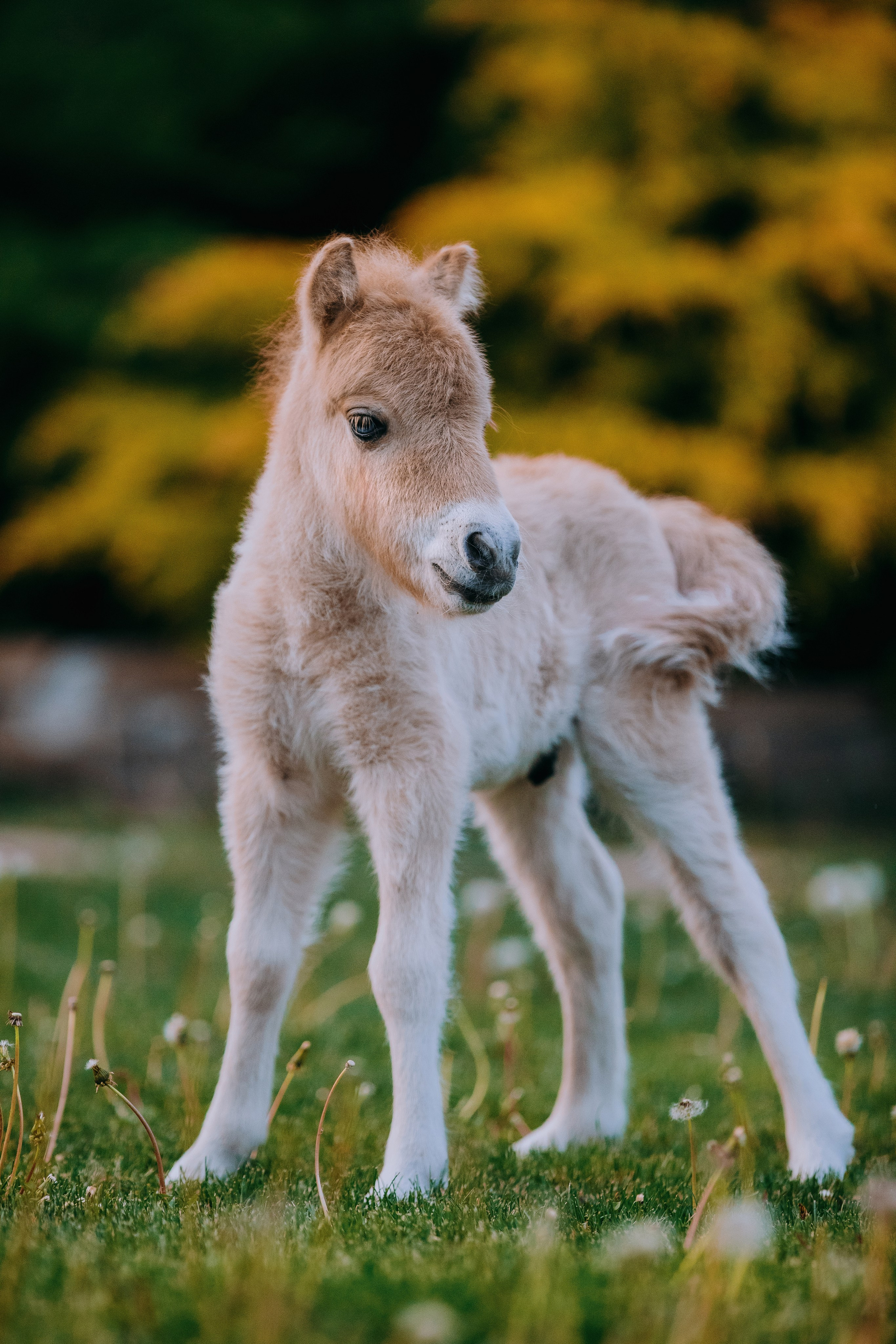 На природе. Фотограф-анималист Ксендзова Кристина