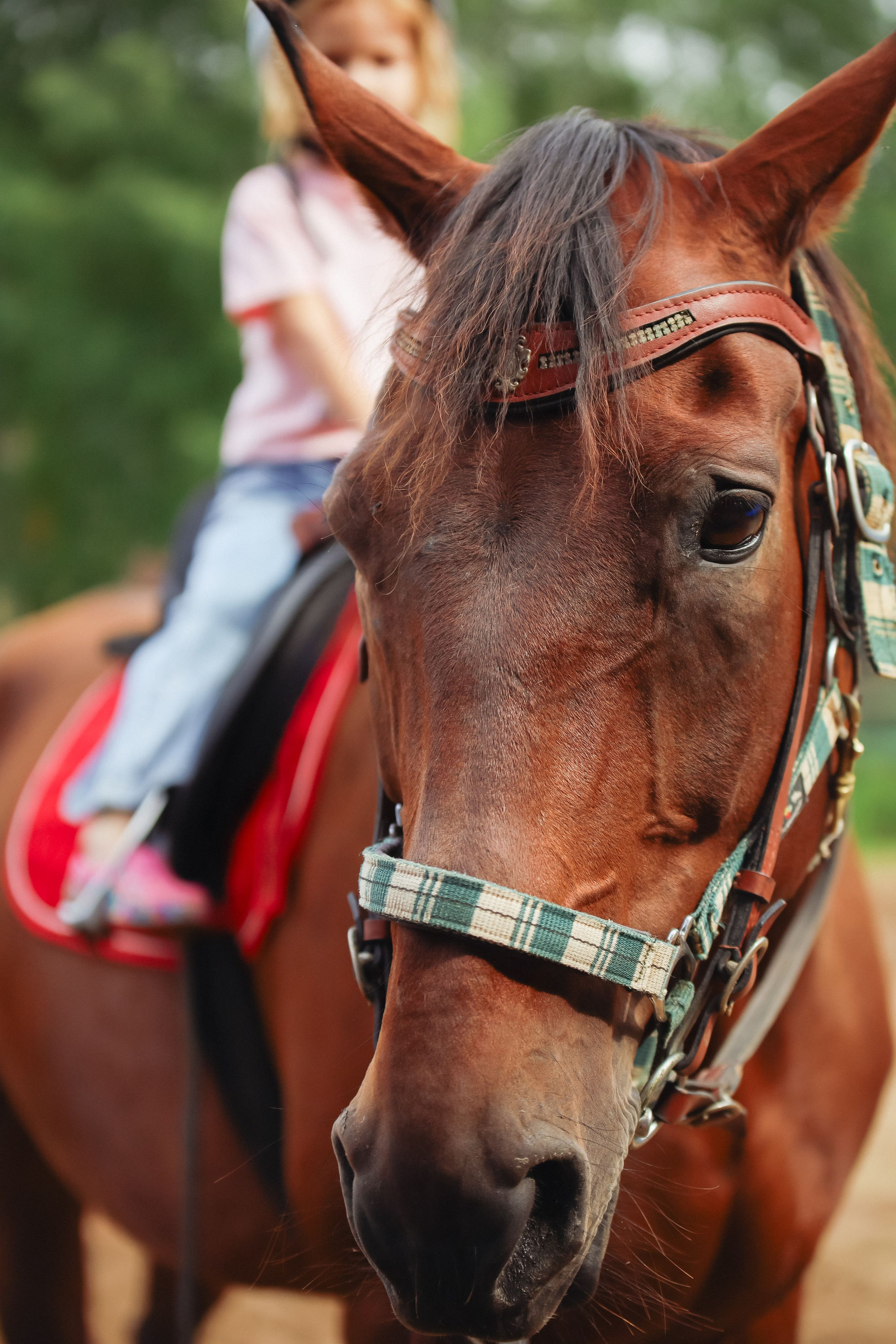 Животные. Фотограф в Москве Бастракова Юлия