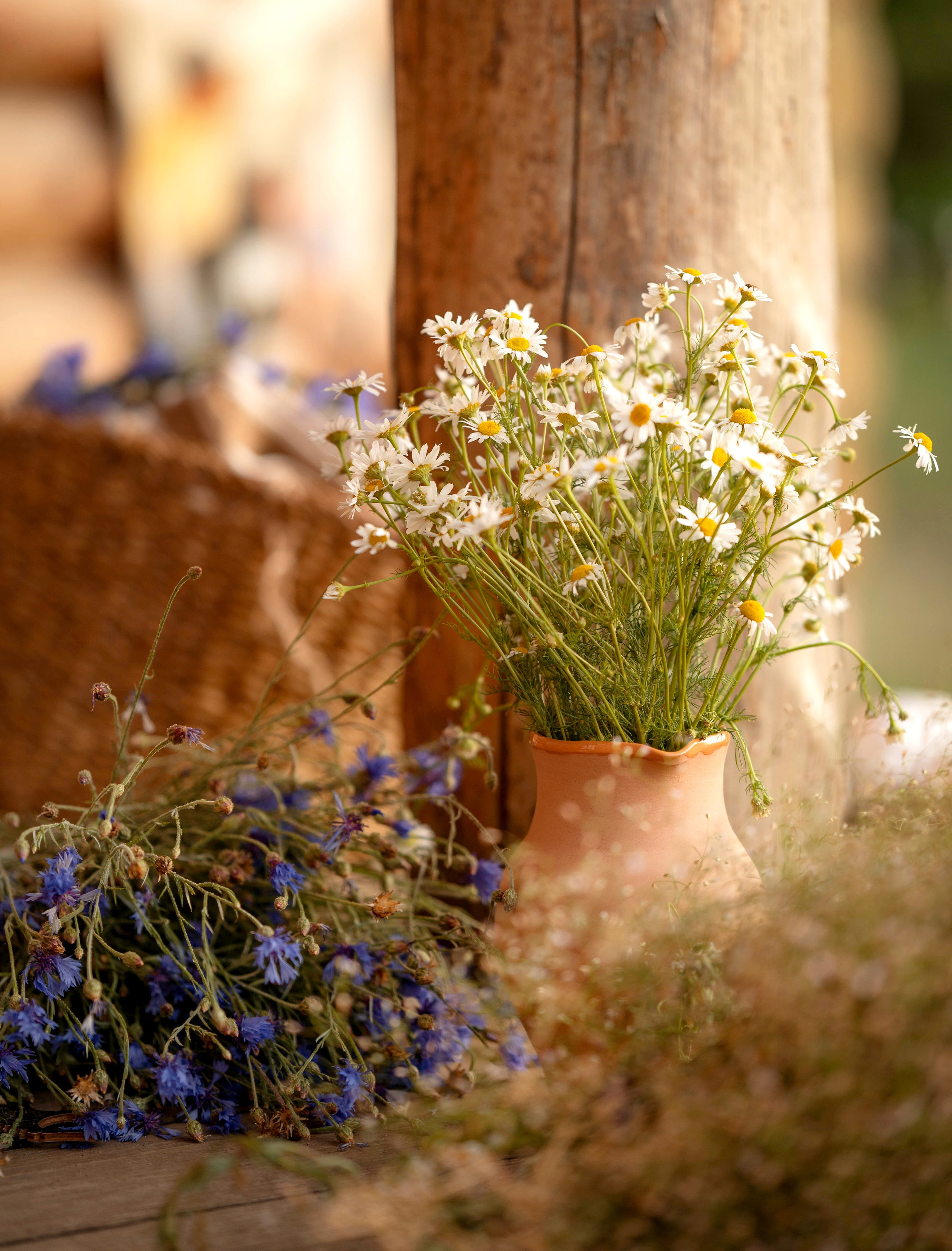 Даша. Детский и семейный фотограф