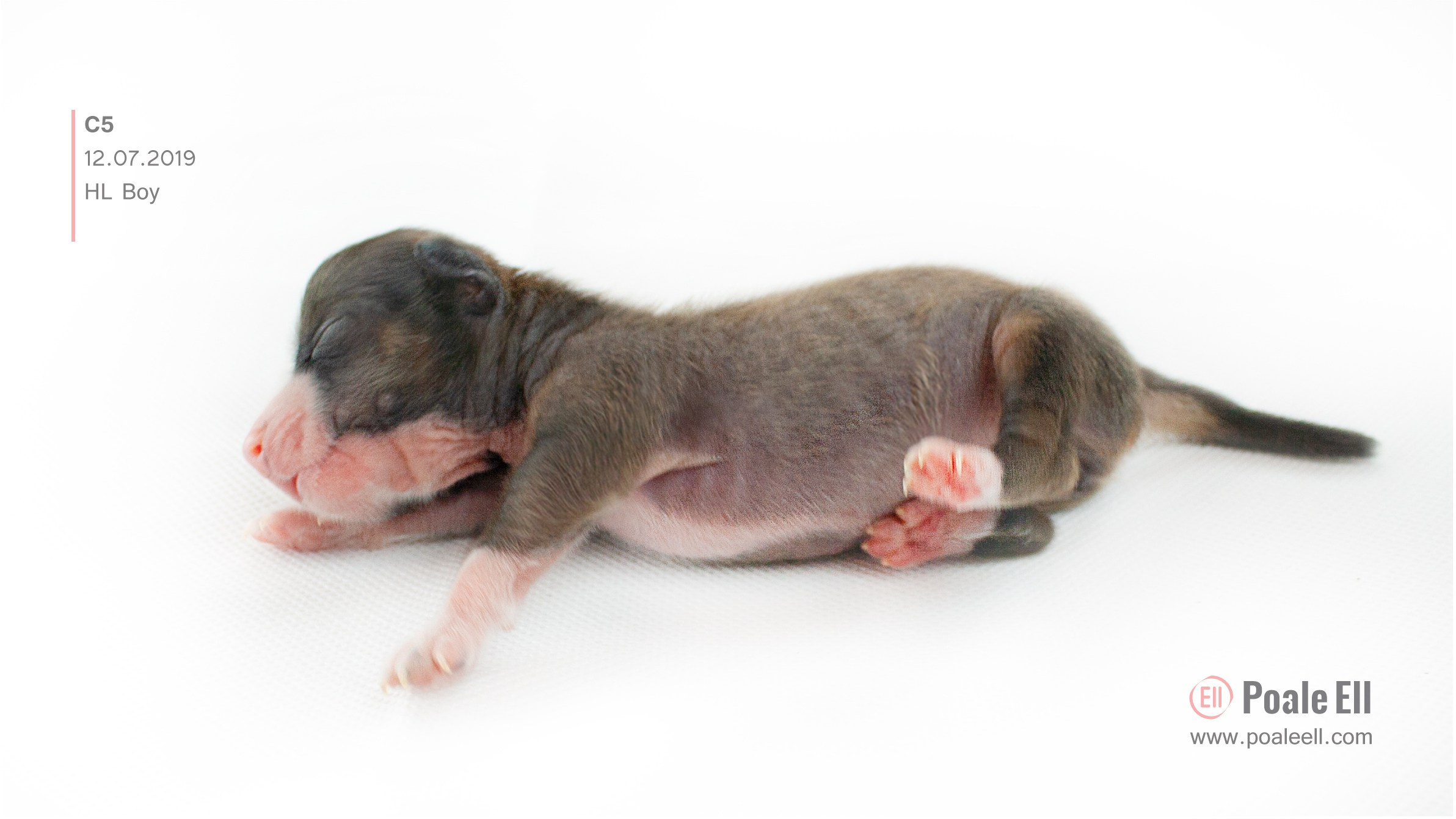 Litter C. Chinese Crested Dog Kennel Poale Ell