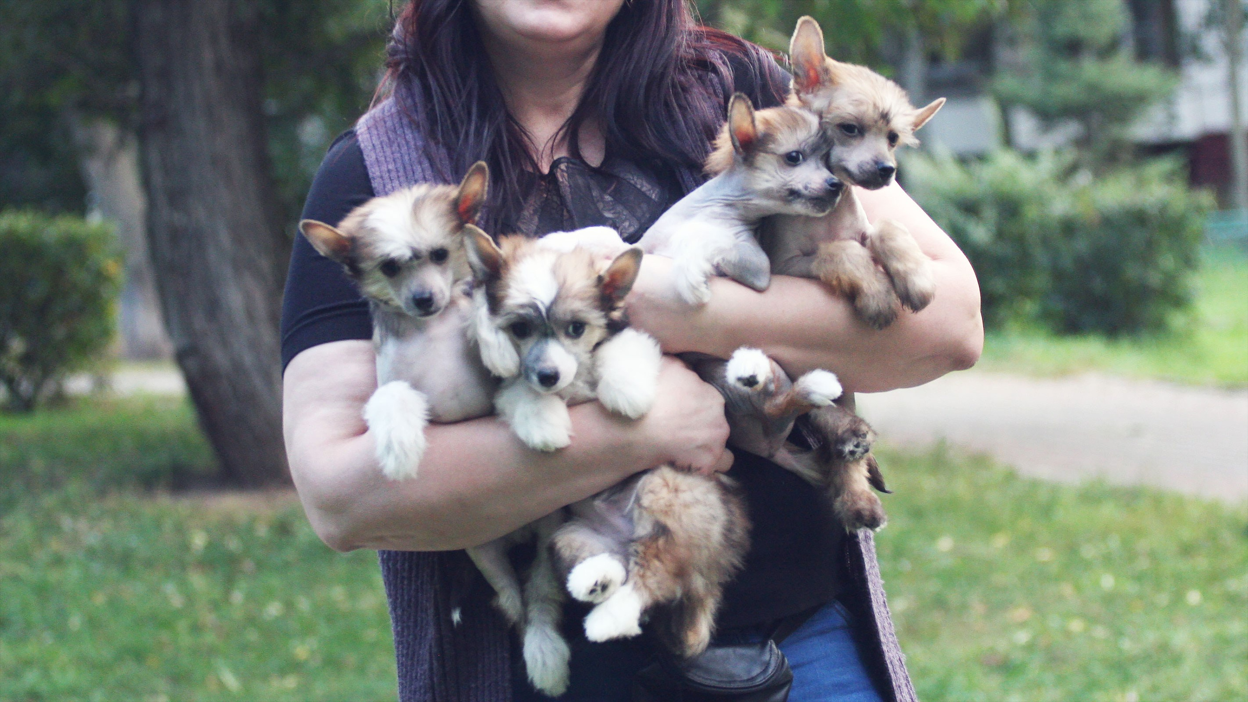 Litter C. Chinese Crested Dog Kennel Poale Ell